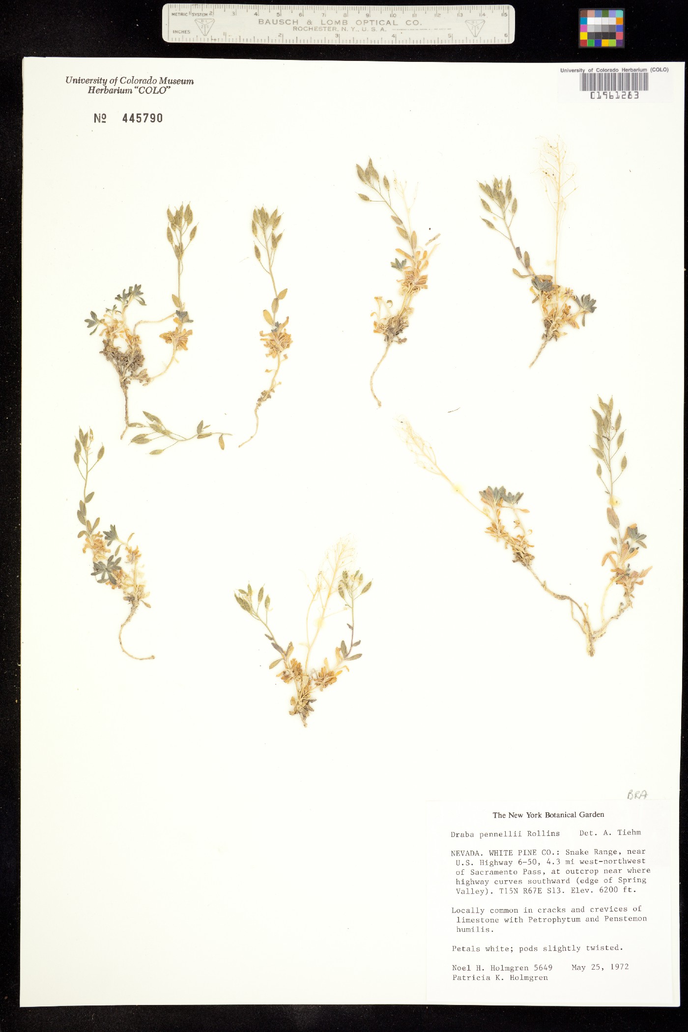 Draba pennellii image
