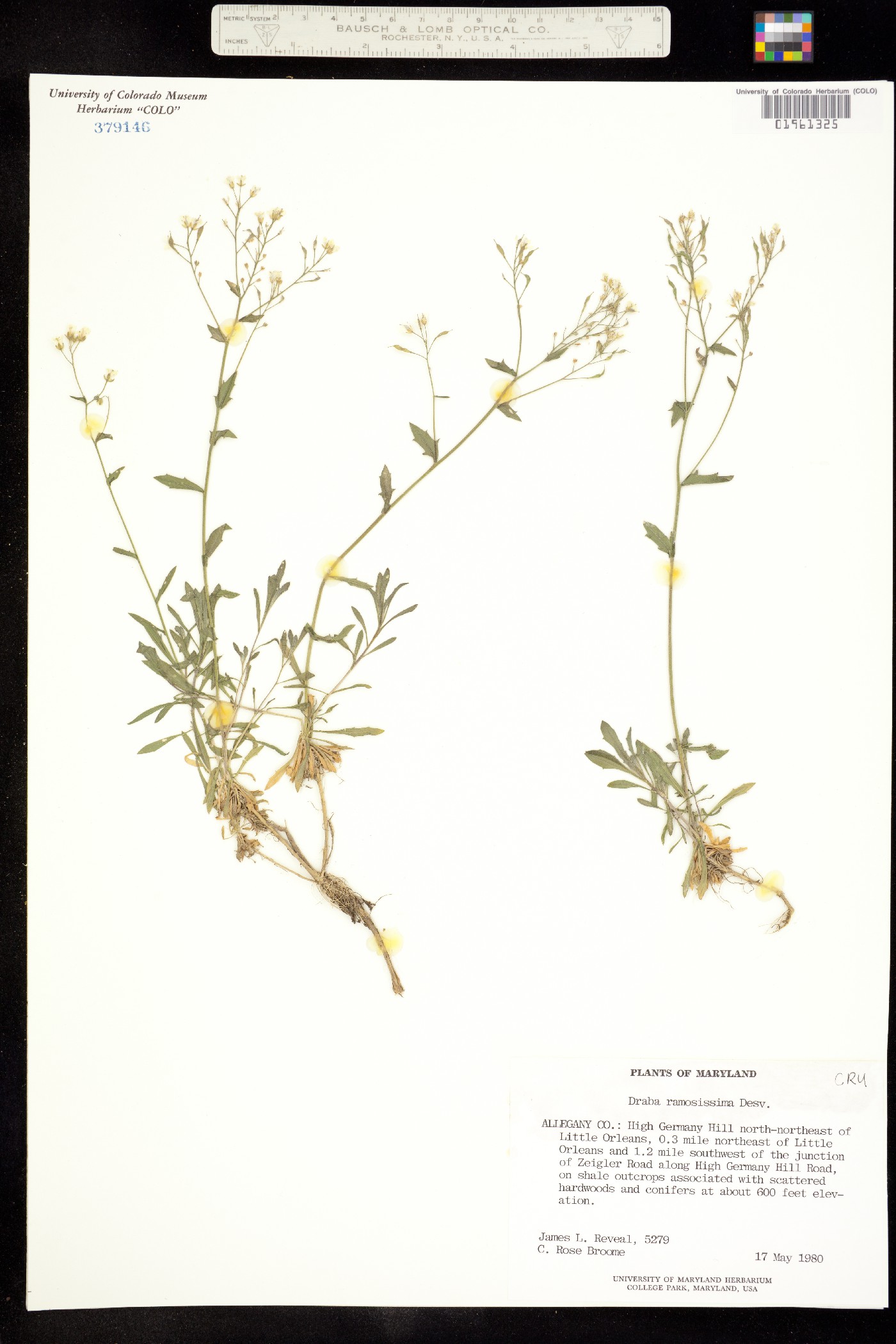 Draba ramosissima image