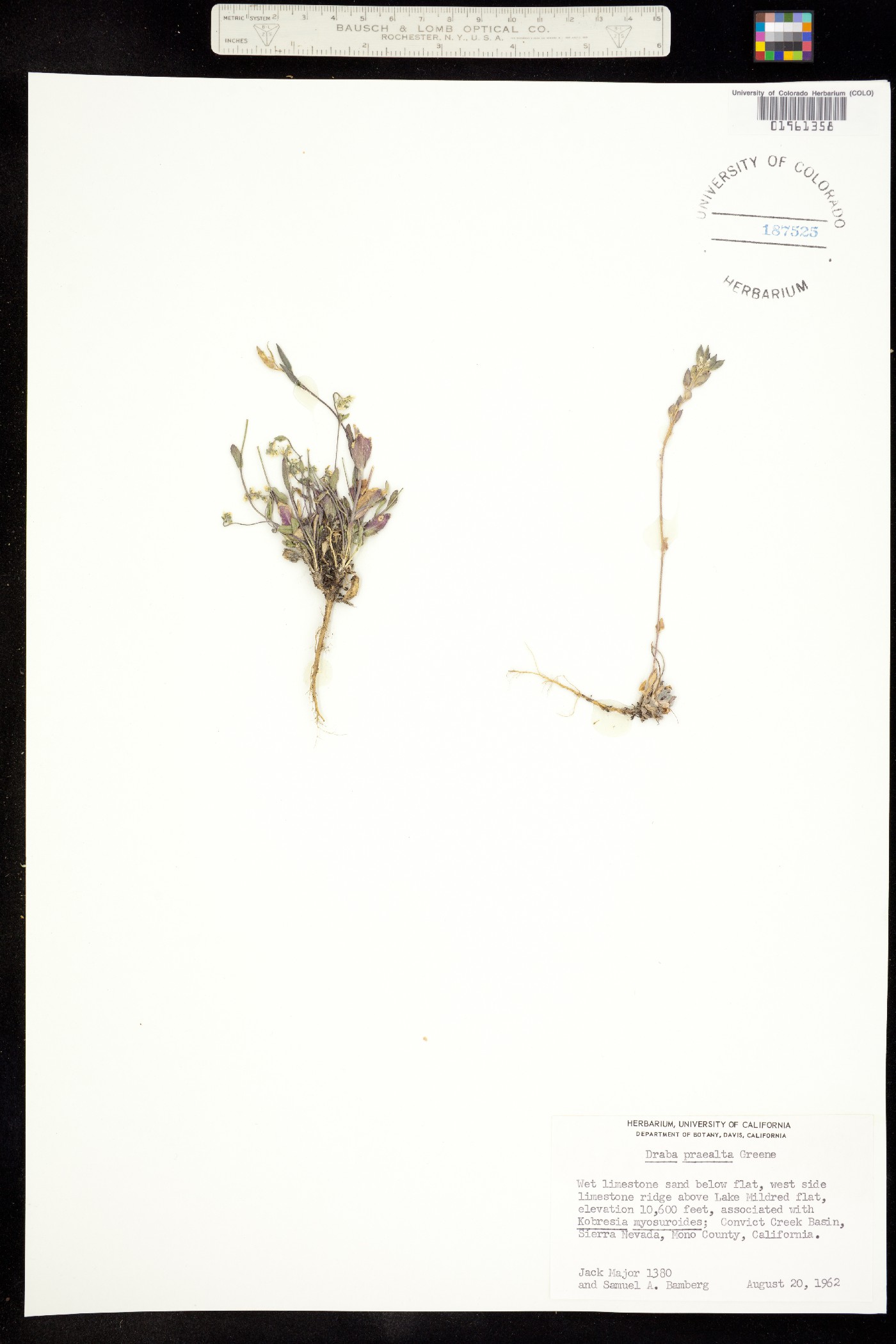 Draba praealta image