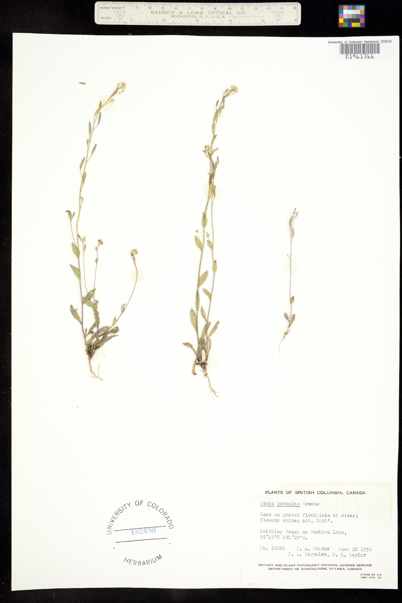 Draba praealta image