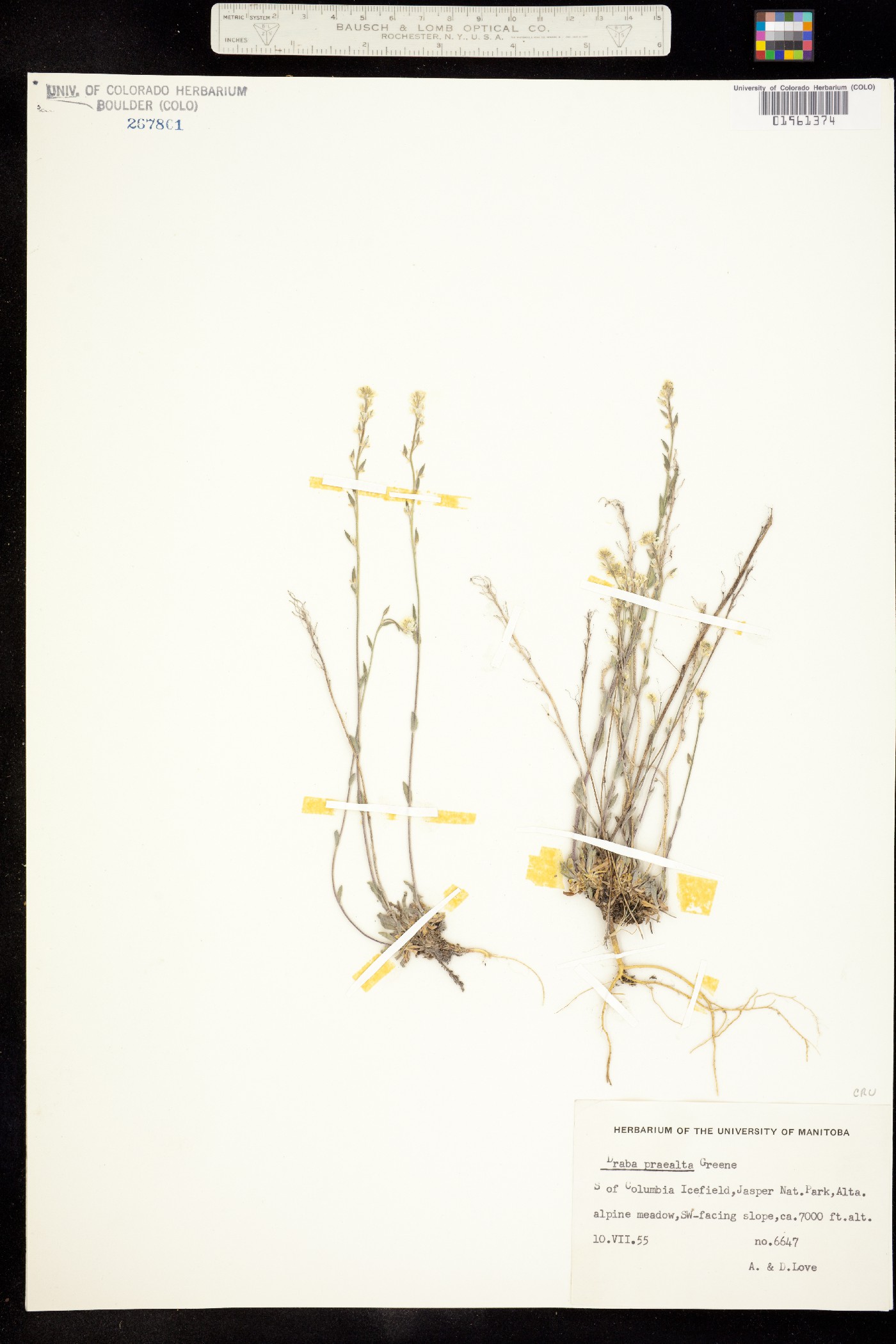 Draba praealta image