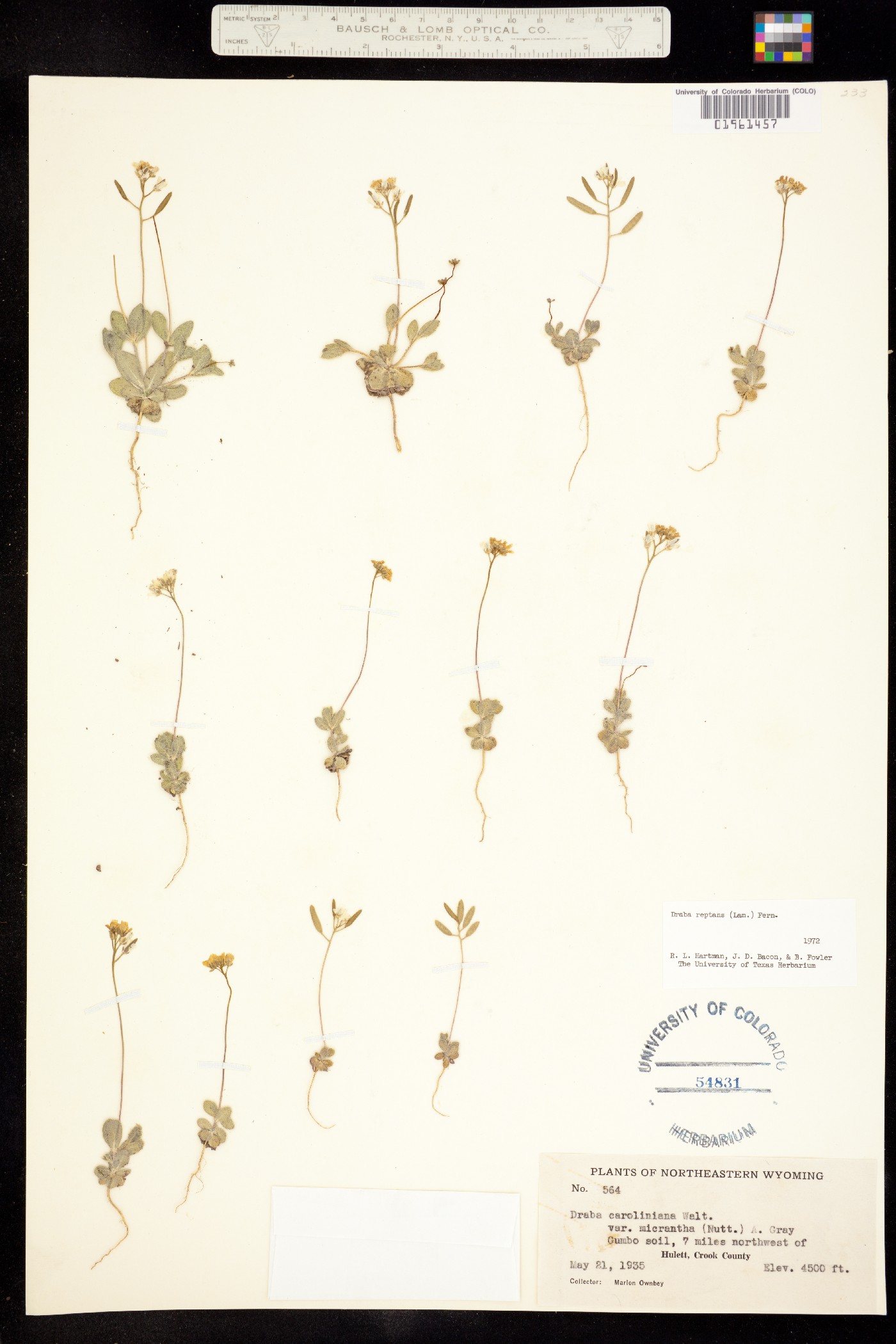Draba reptans image