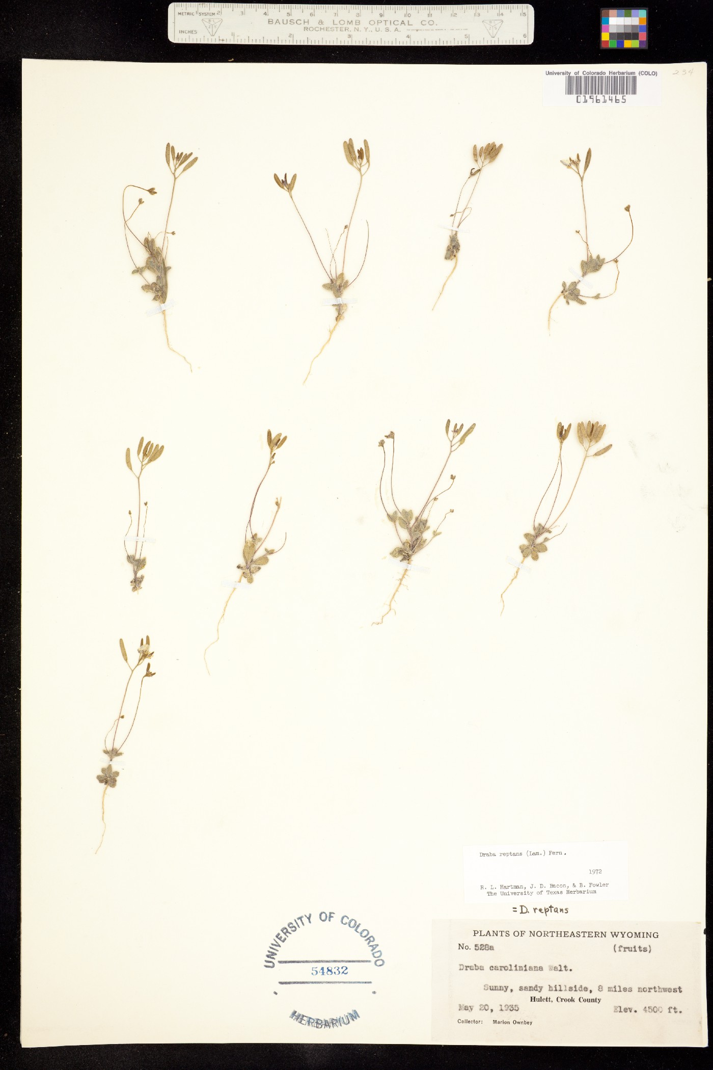 Draba reptans image