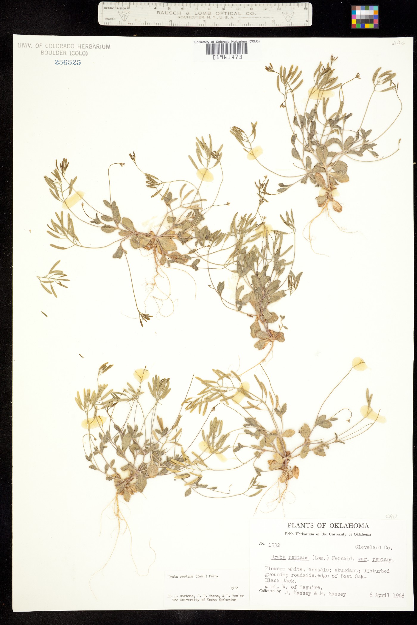 Draba reptans image
