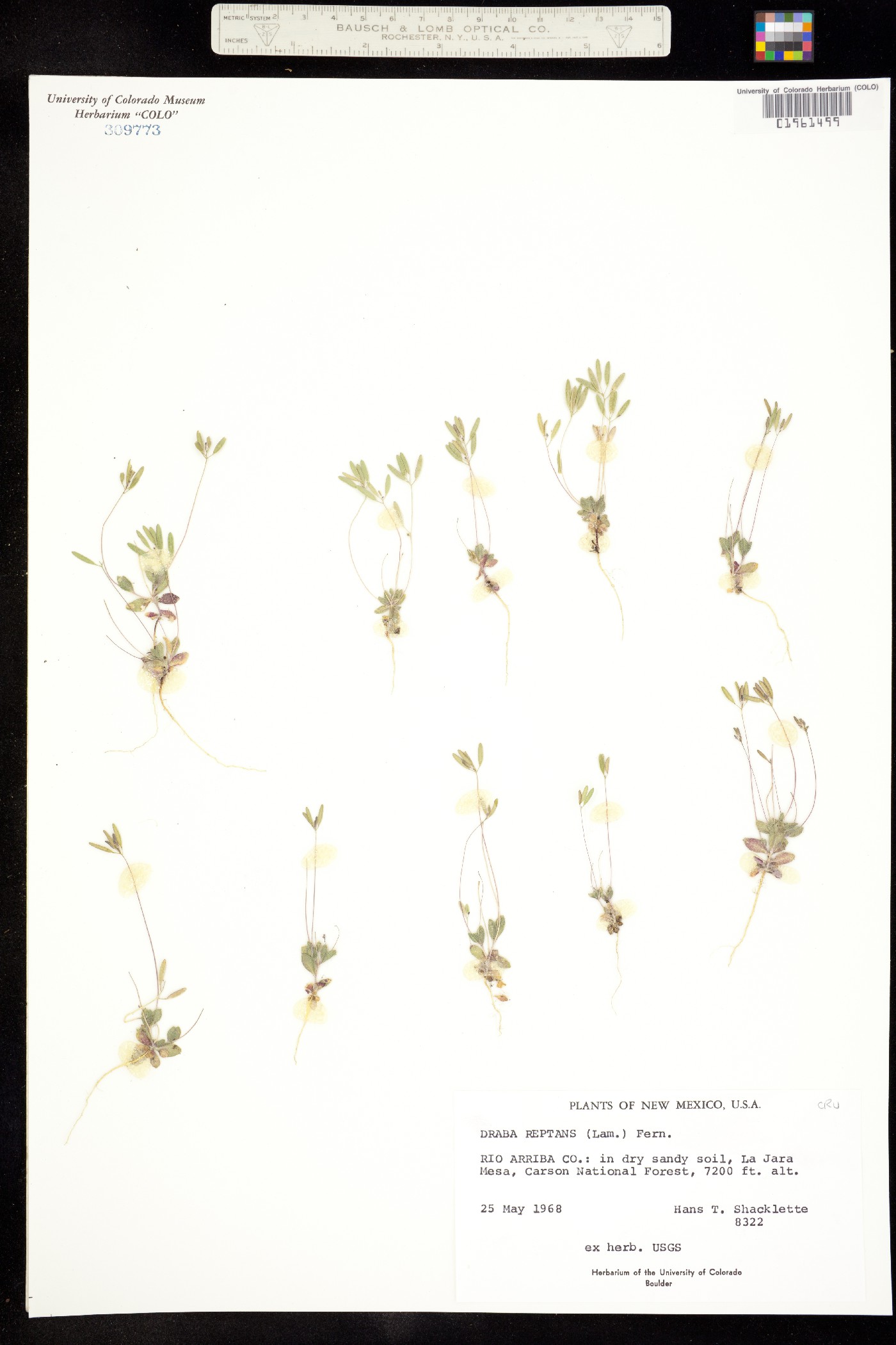 Draba reptans image