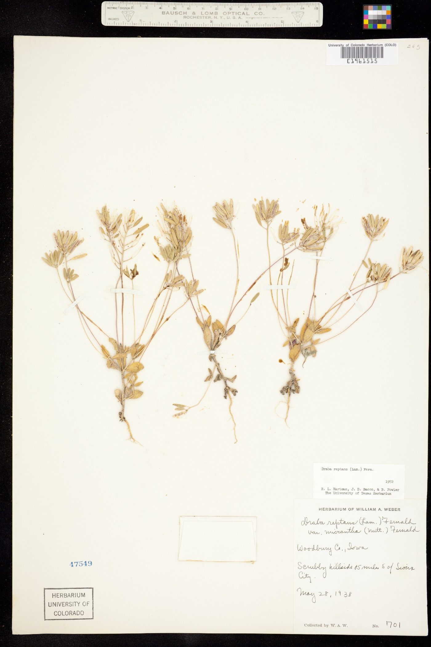 Draba reptans image