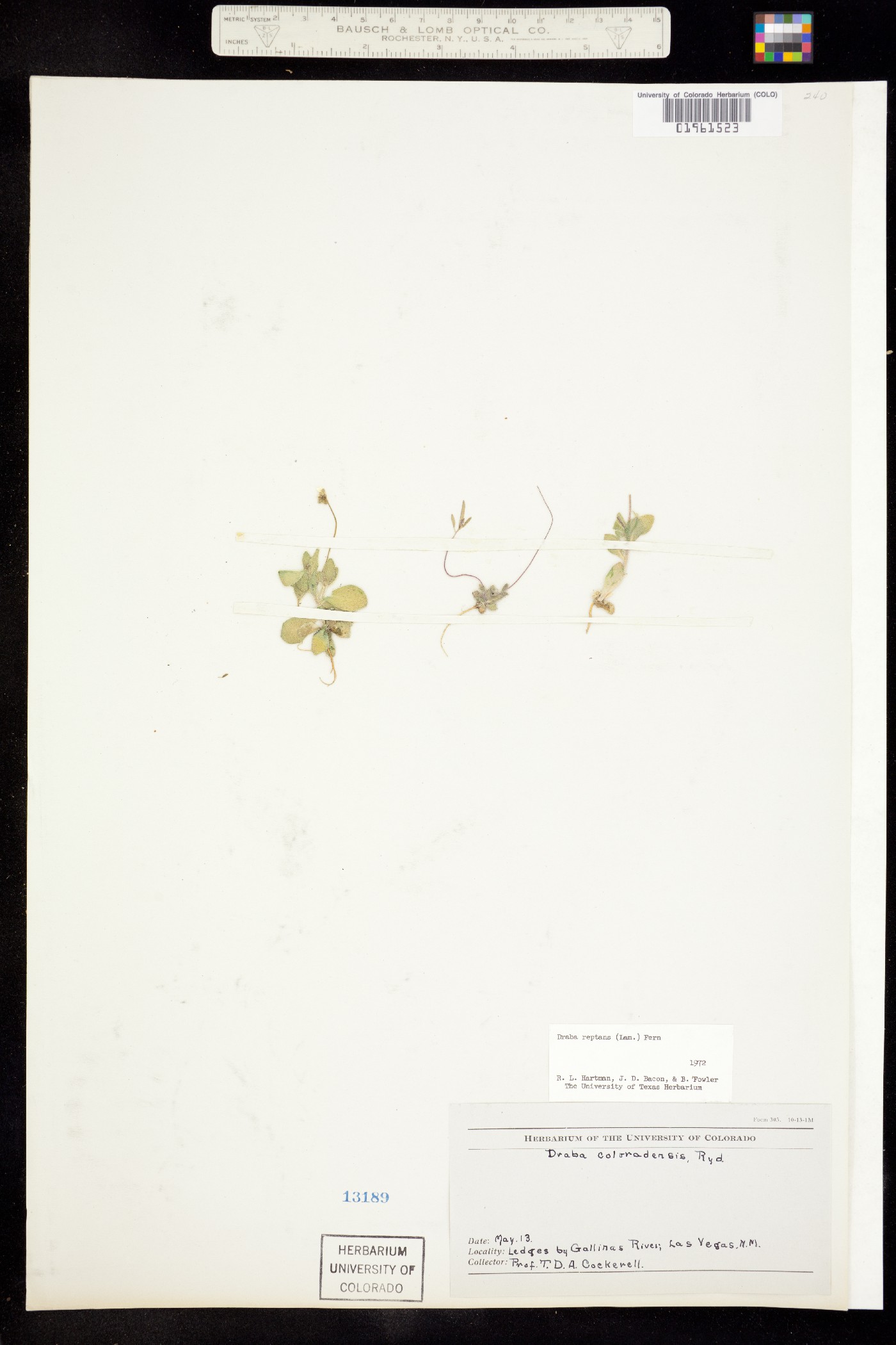Draba reptans image