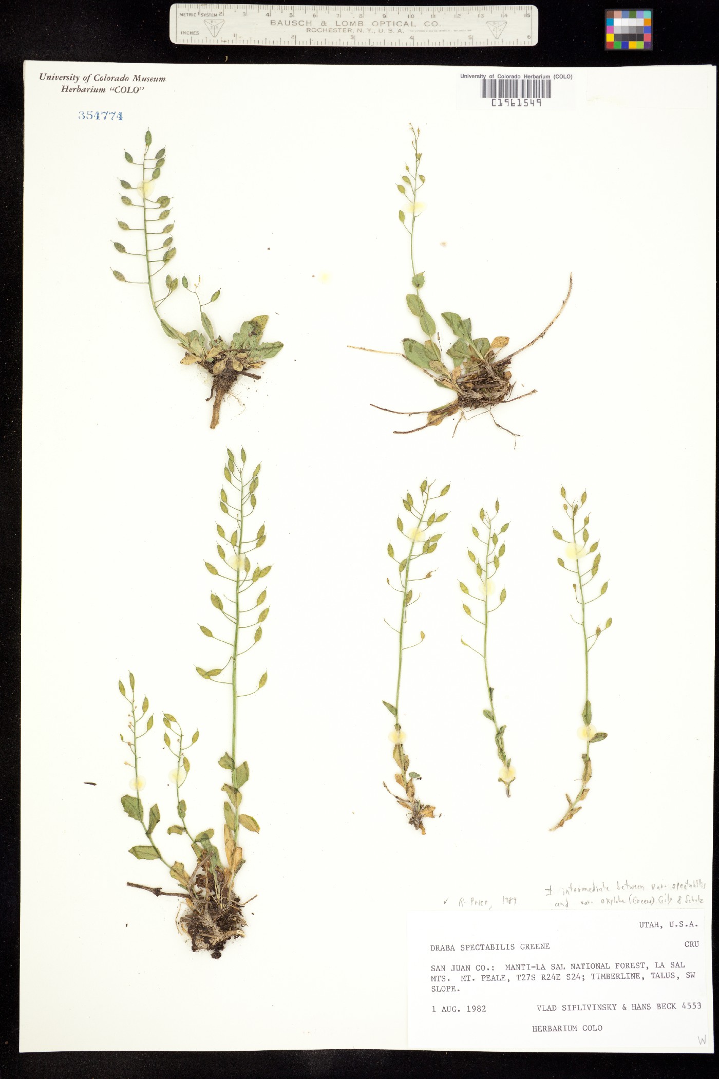 Draba spectabilis image