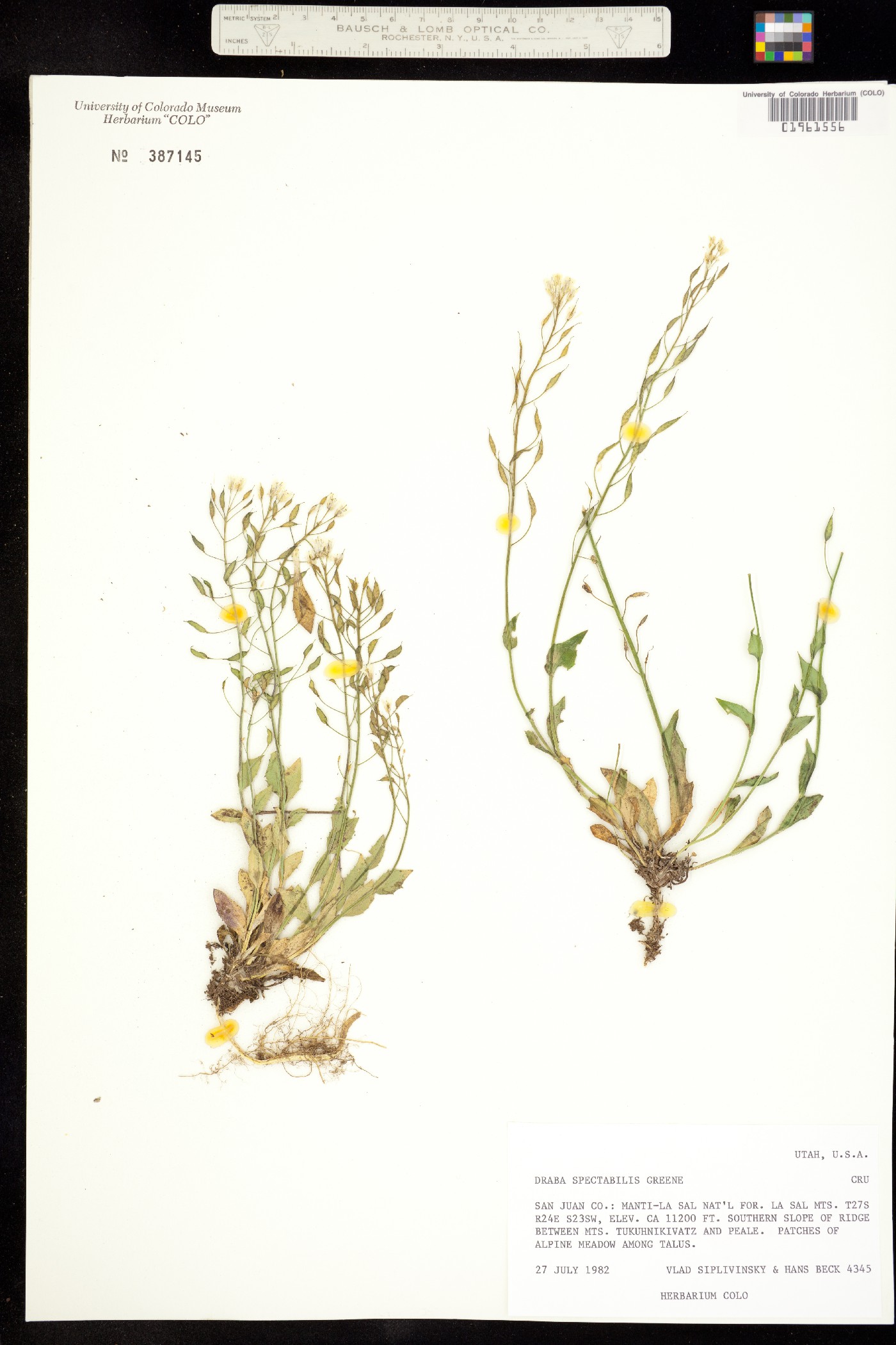 Draba spectabilis image