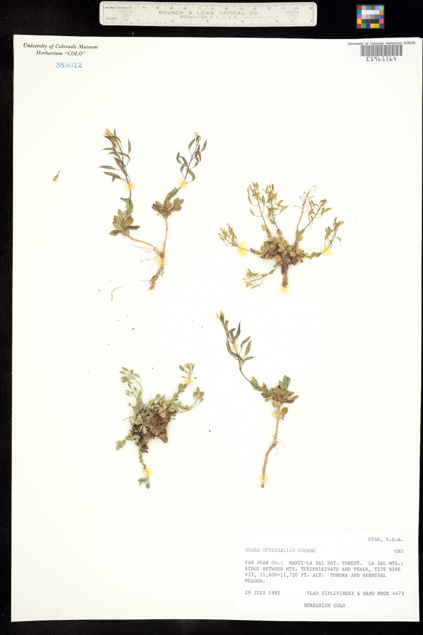 Draba spectabilis image