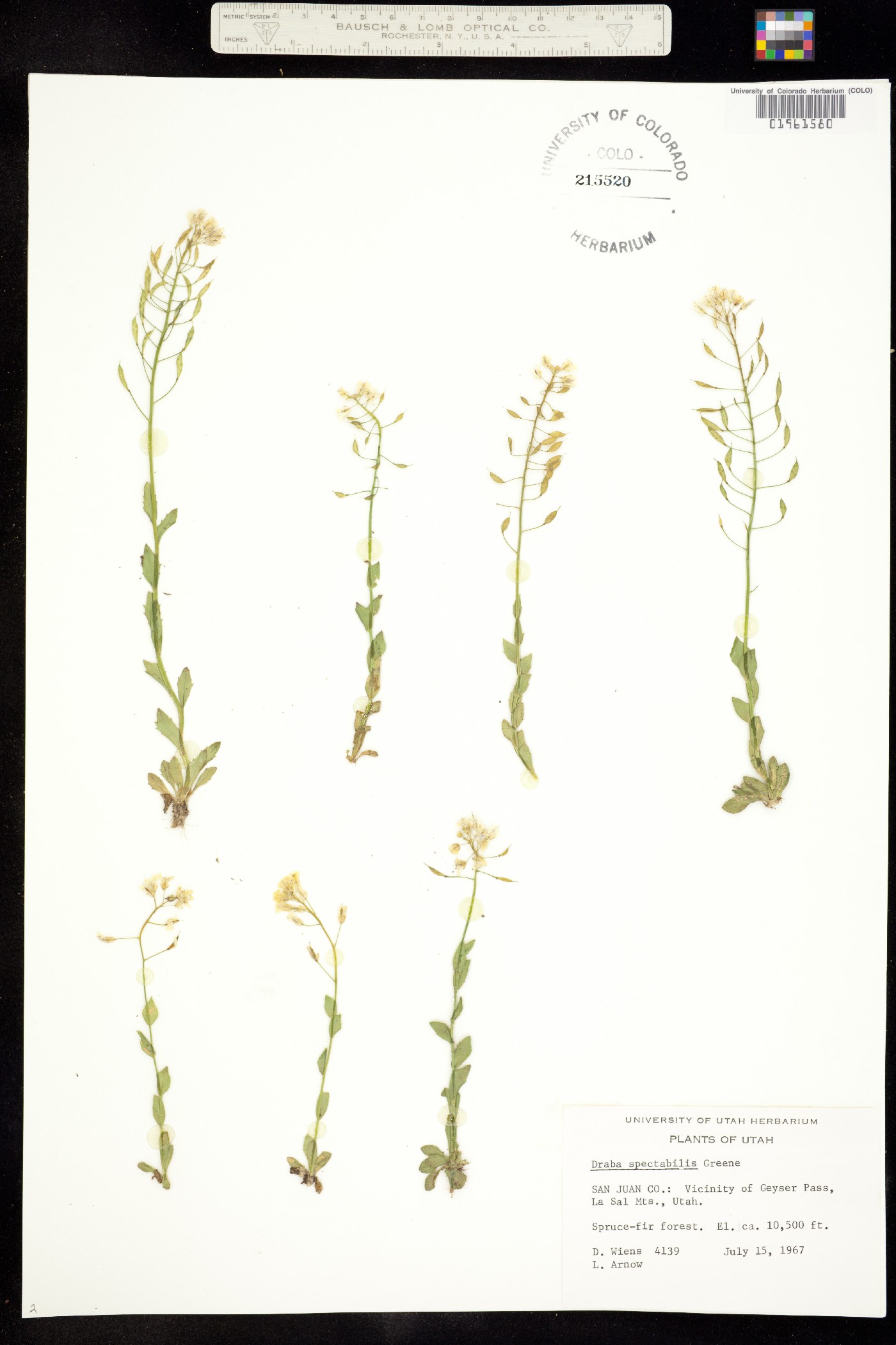 Draba spectabilis image