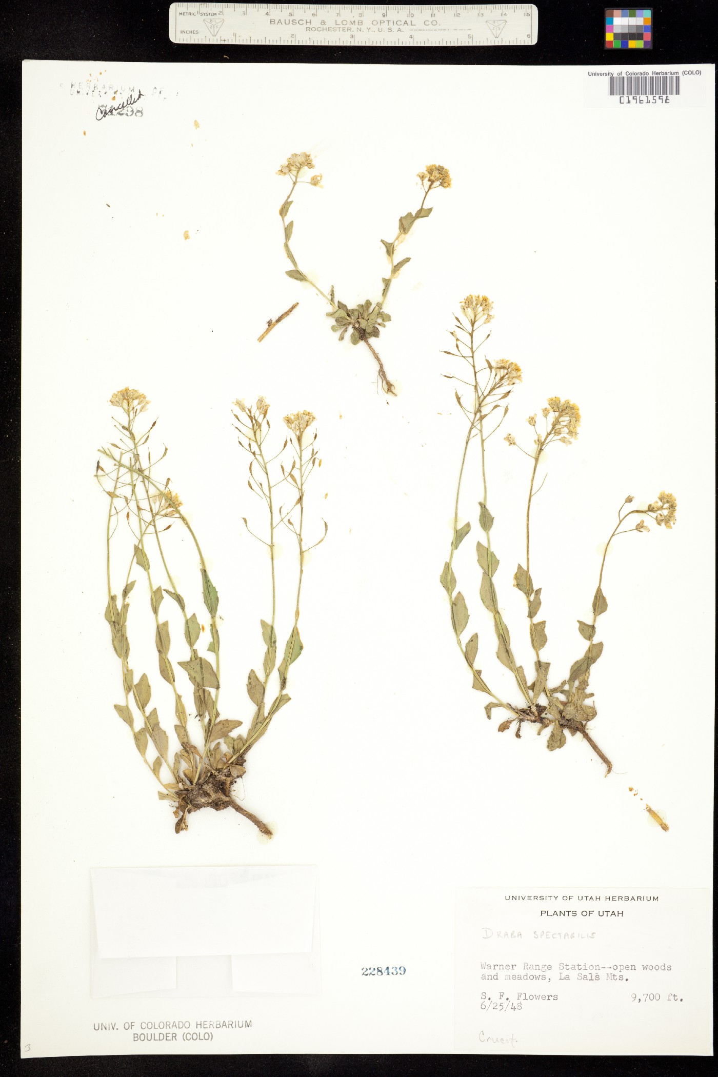 Draba spectabilis image