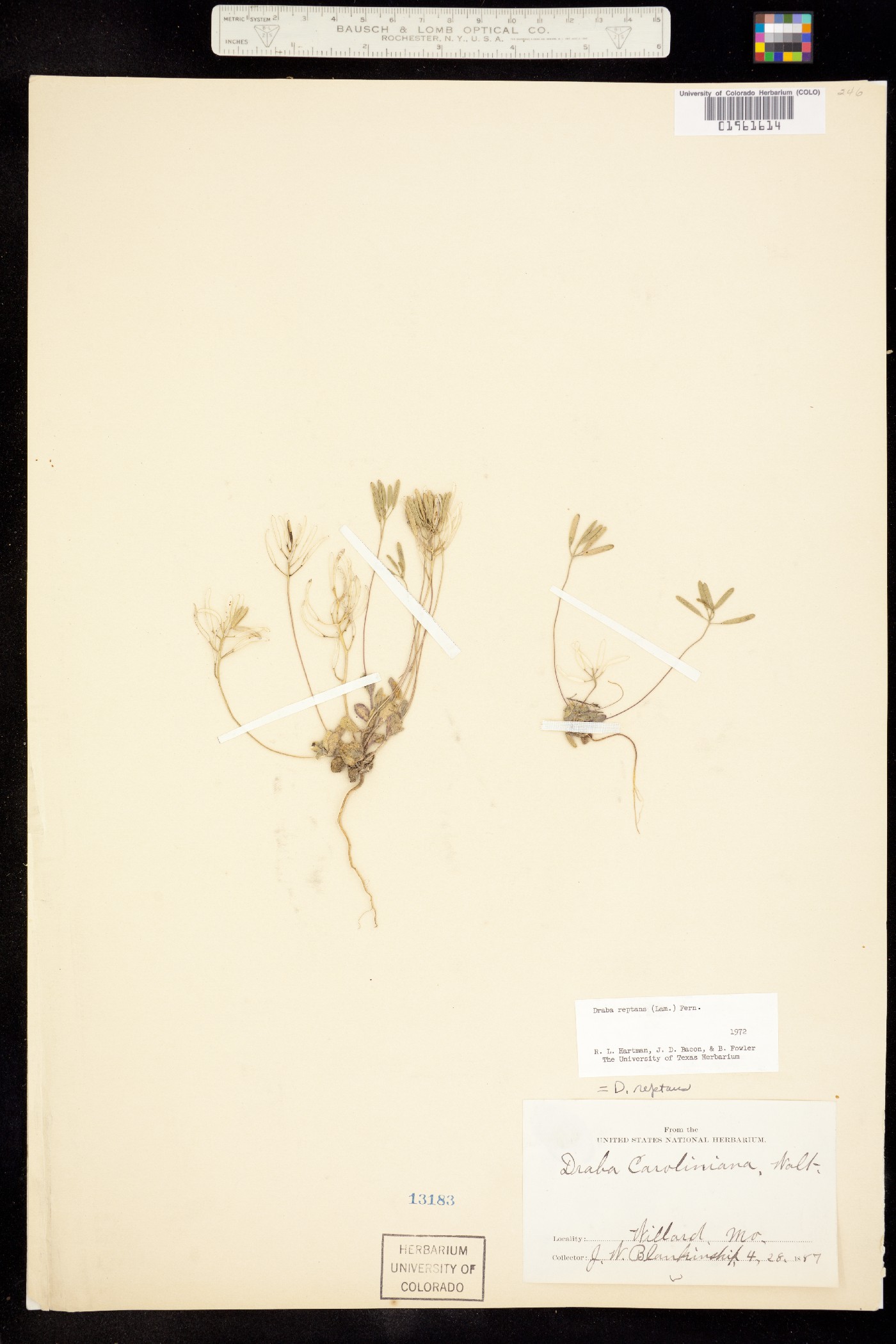 Draba reptans image