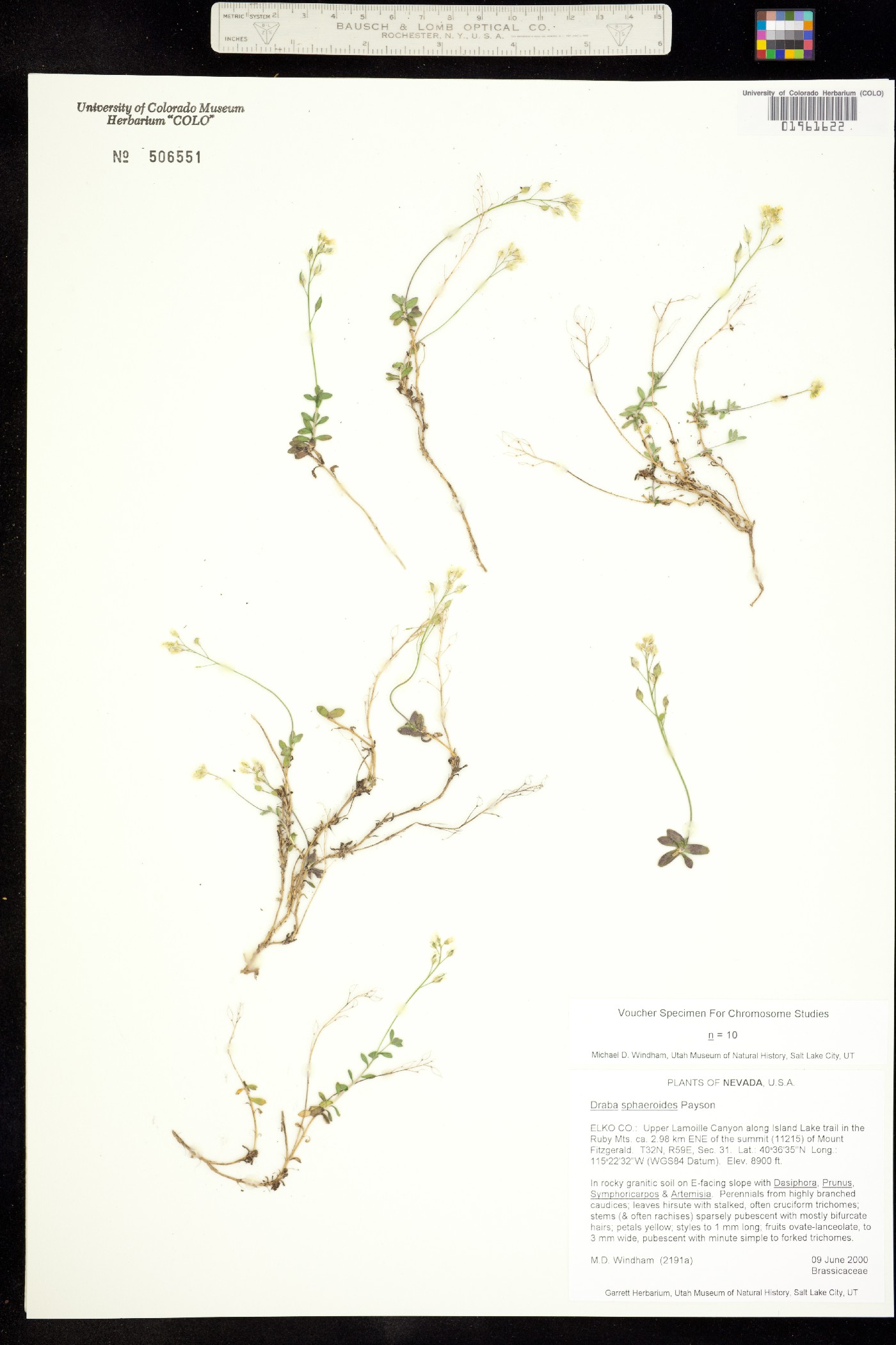 Draba sphaeroides image