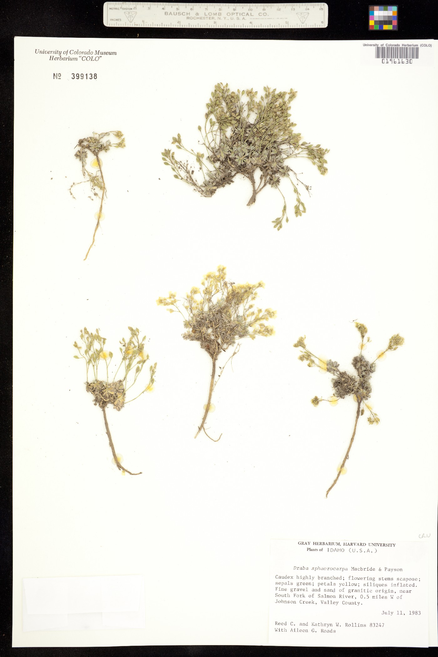 Draba sphaerocarpa image