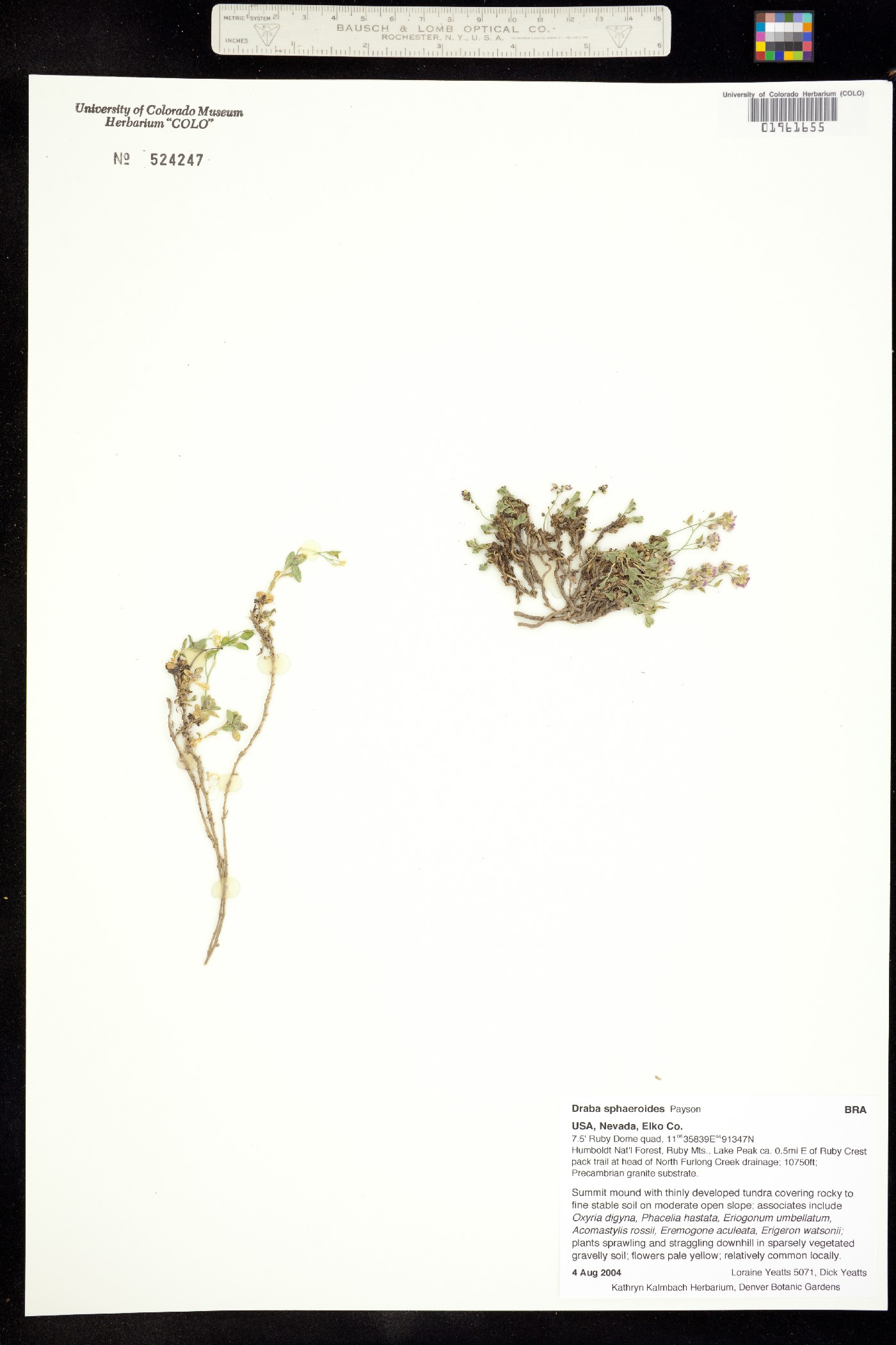 Draba sphaeroides image