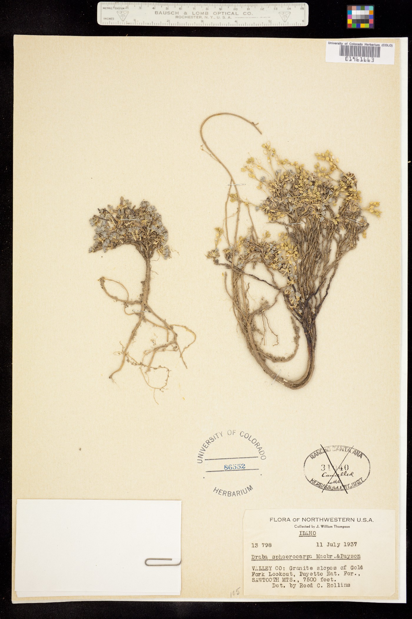 Draba sphaerocarpa image