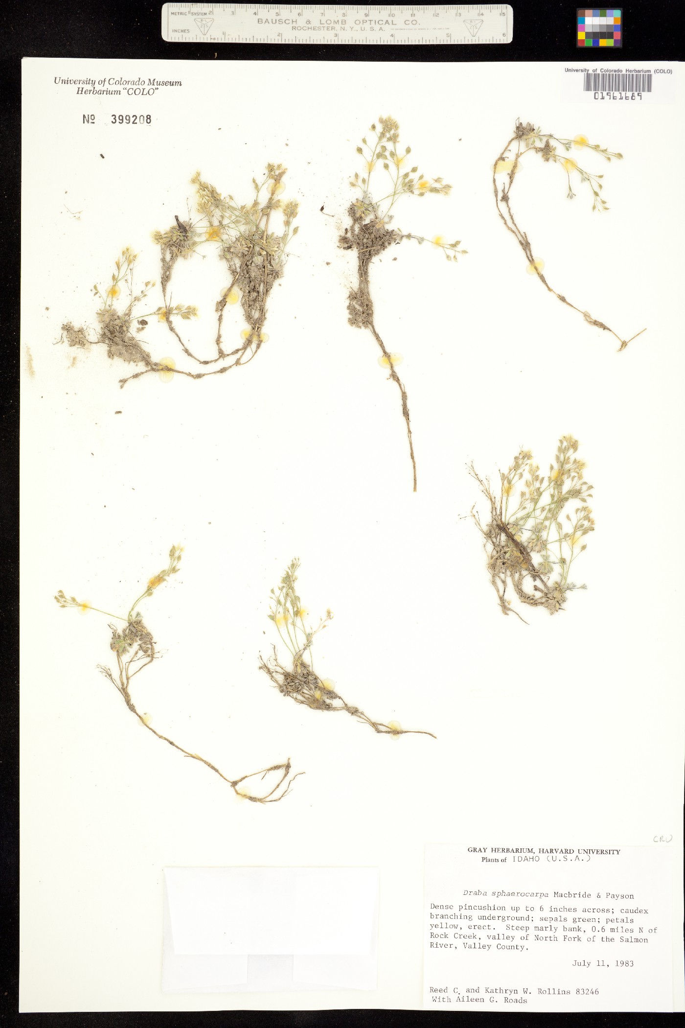 Draba sphaerocarpa image