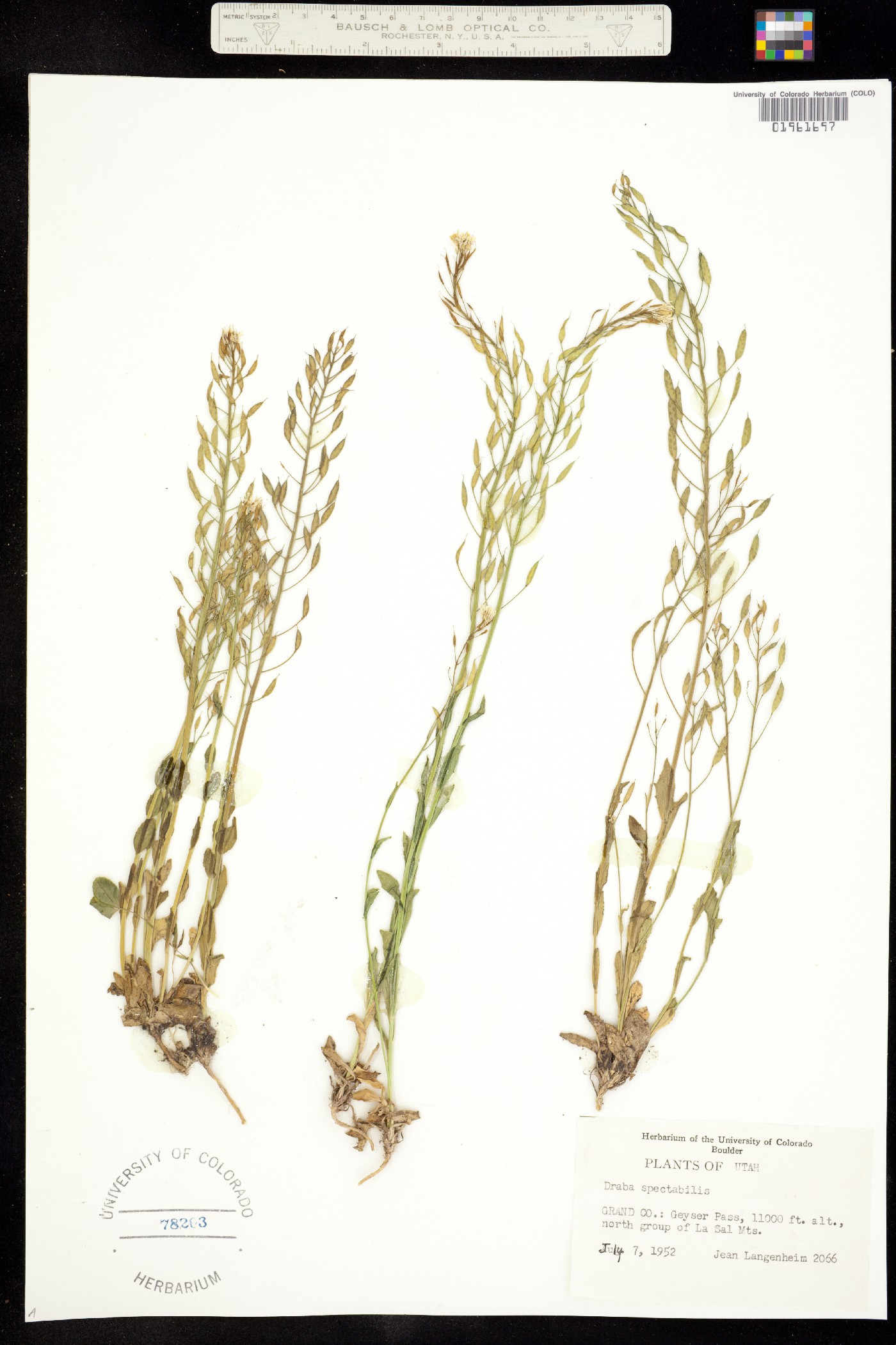 Draba spectabilis image