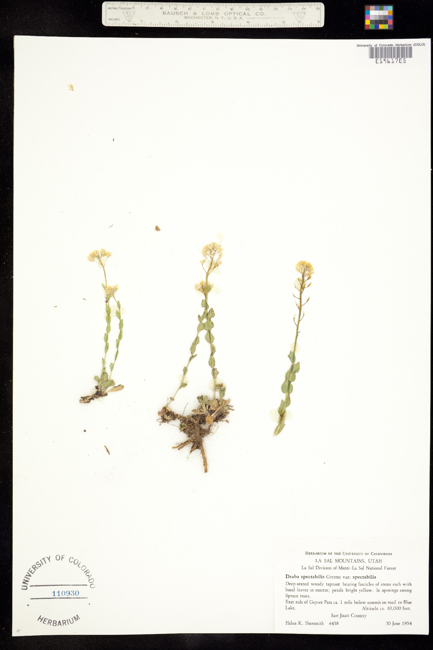 Draba spectabilis image