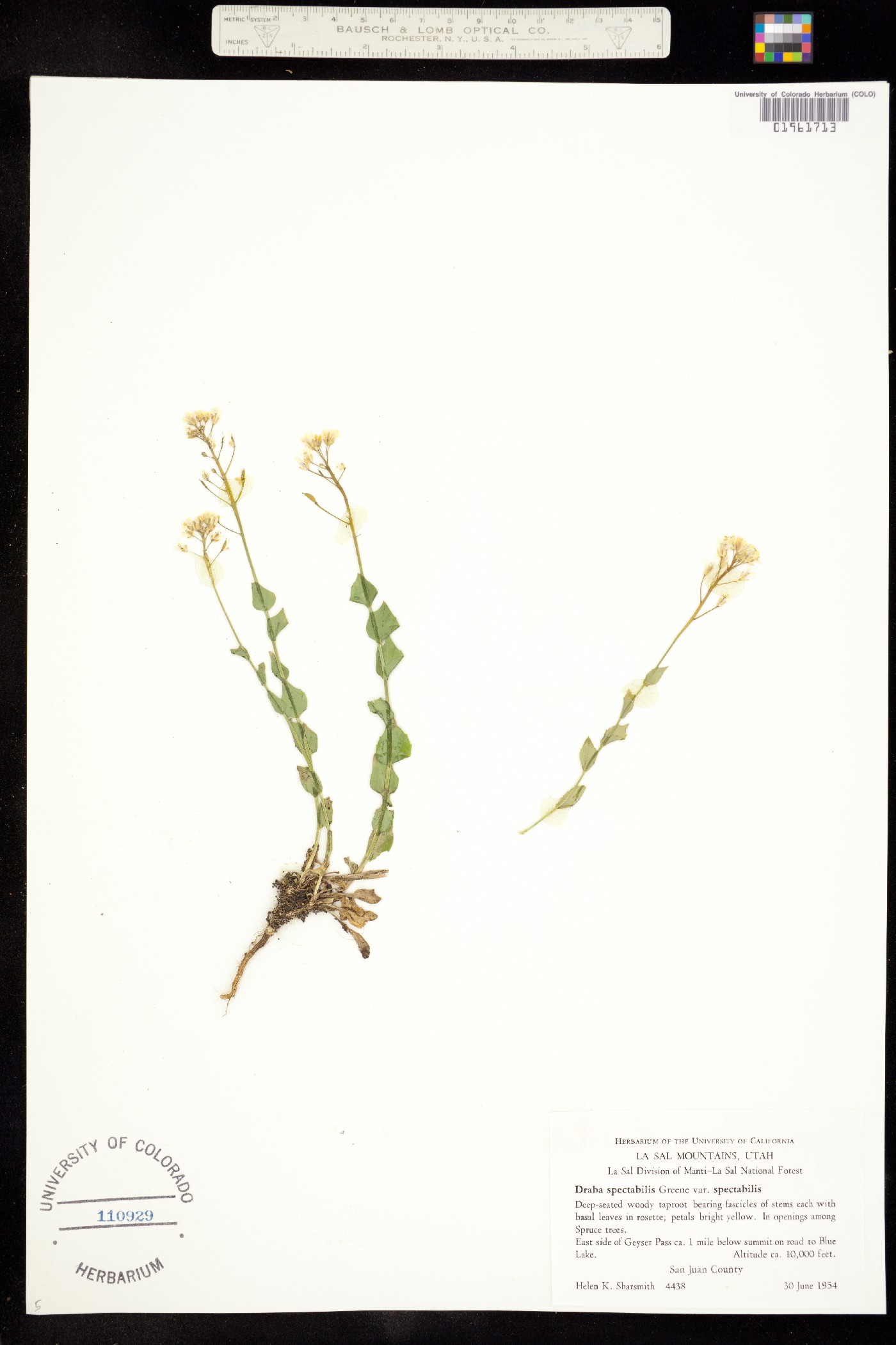 Draba spectabilis image