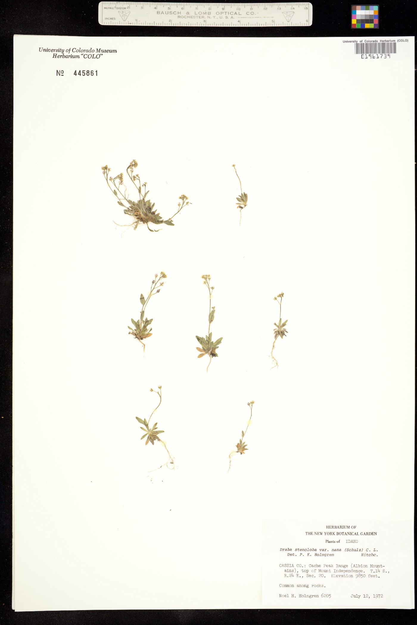 Draba stenoloba image