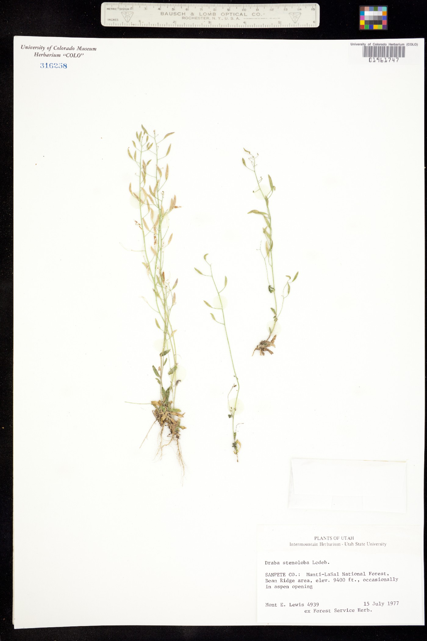 Draba stenoloba image