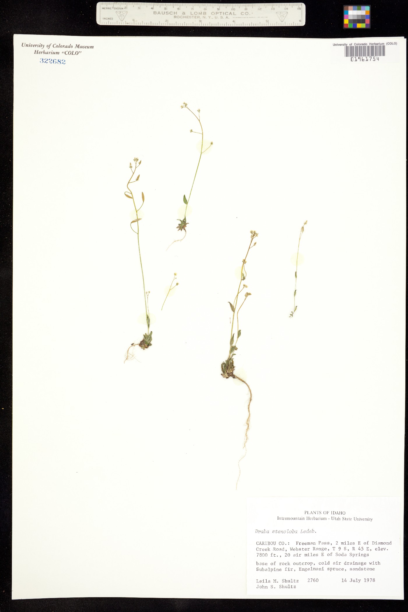 Draba stenoloba image