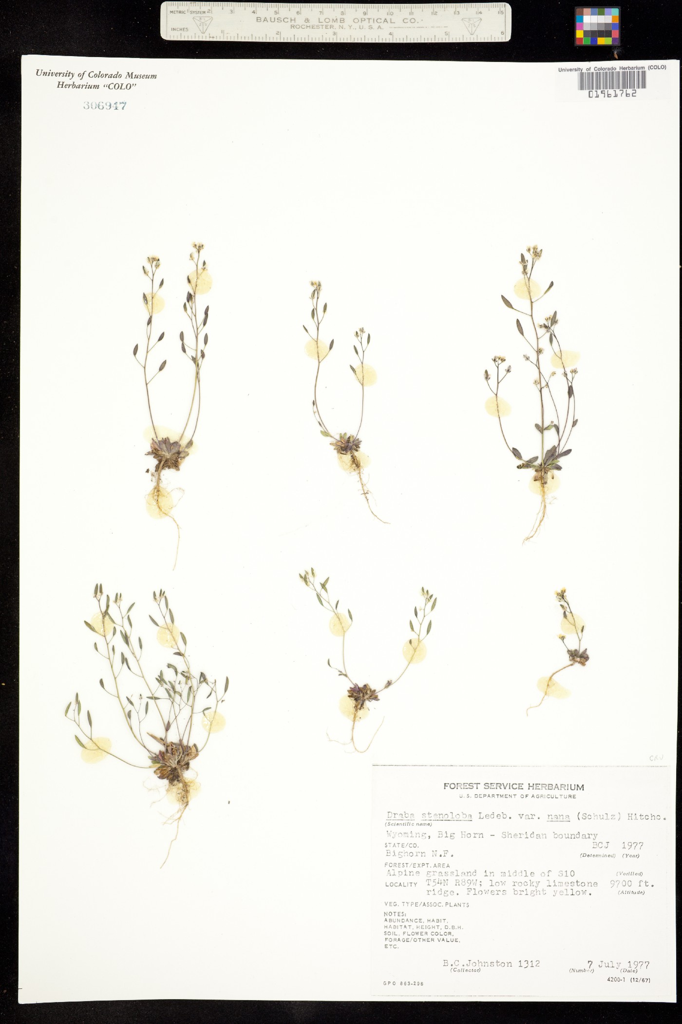 Draba stenoloba image