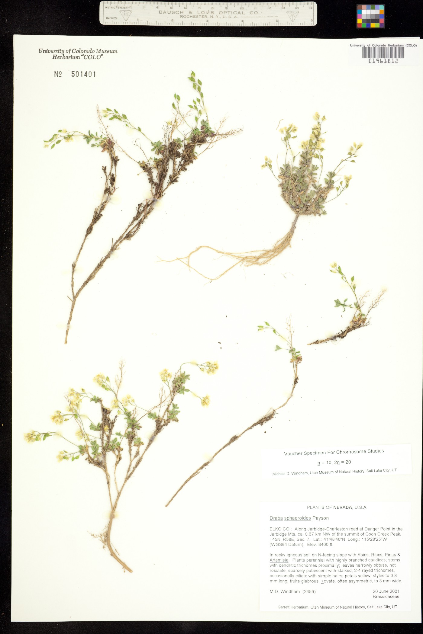 Draba sphaeroides image