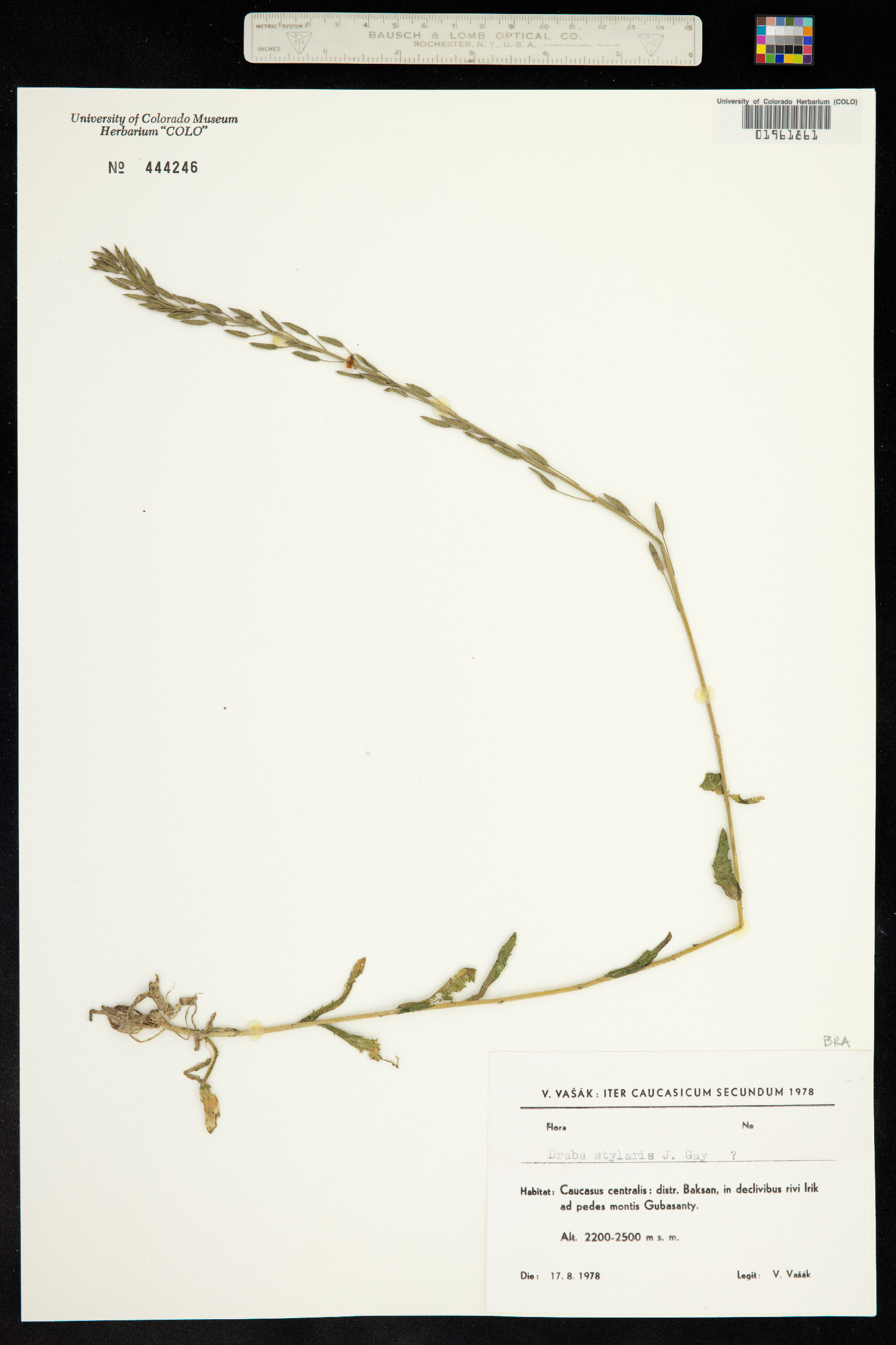 Draba cana image