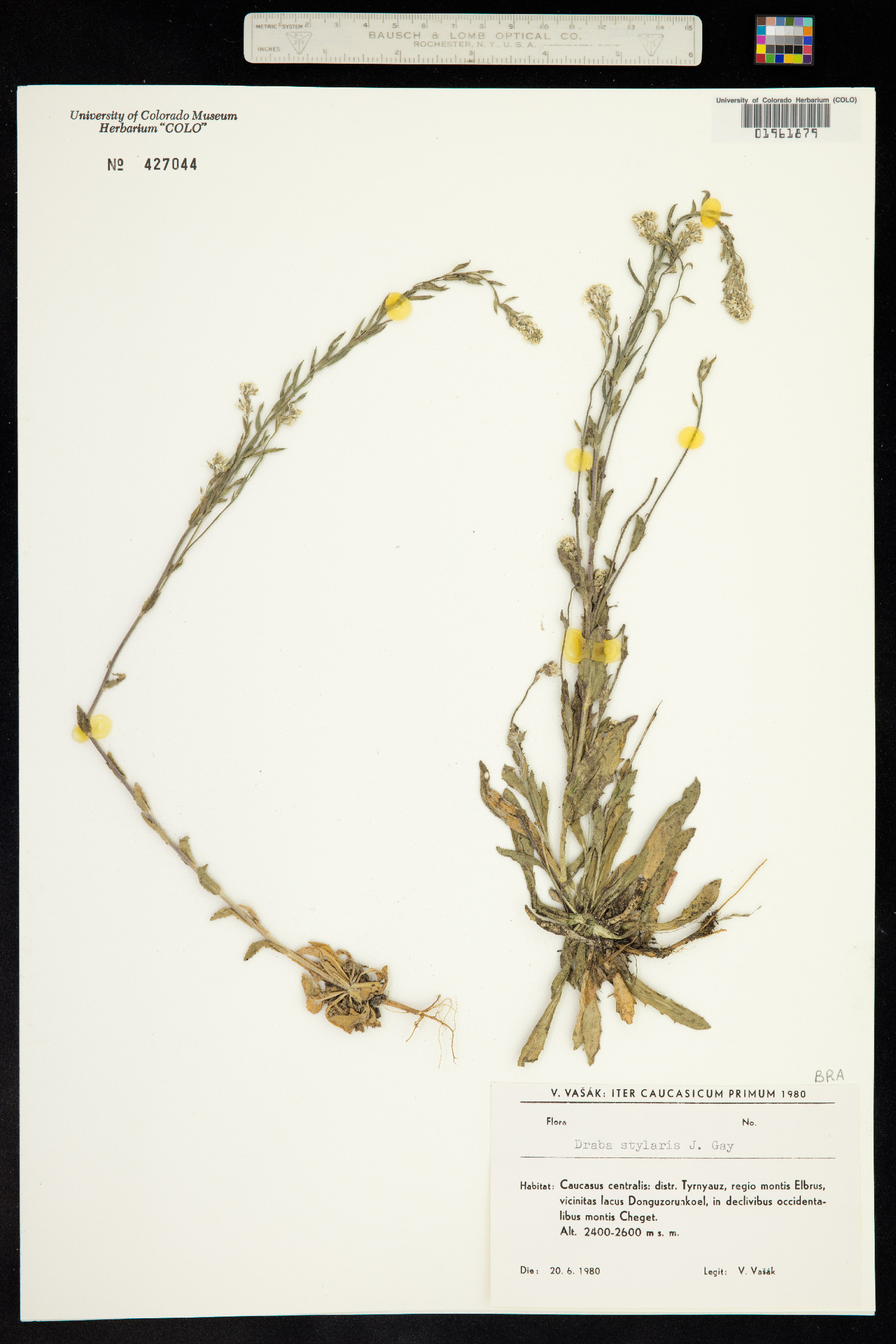 Draba cana image