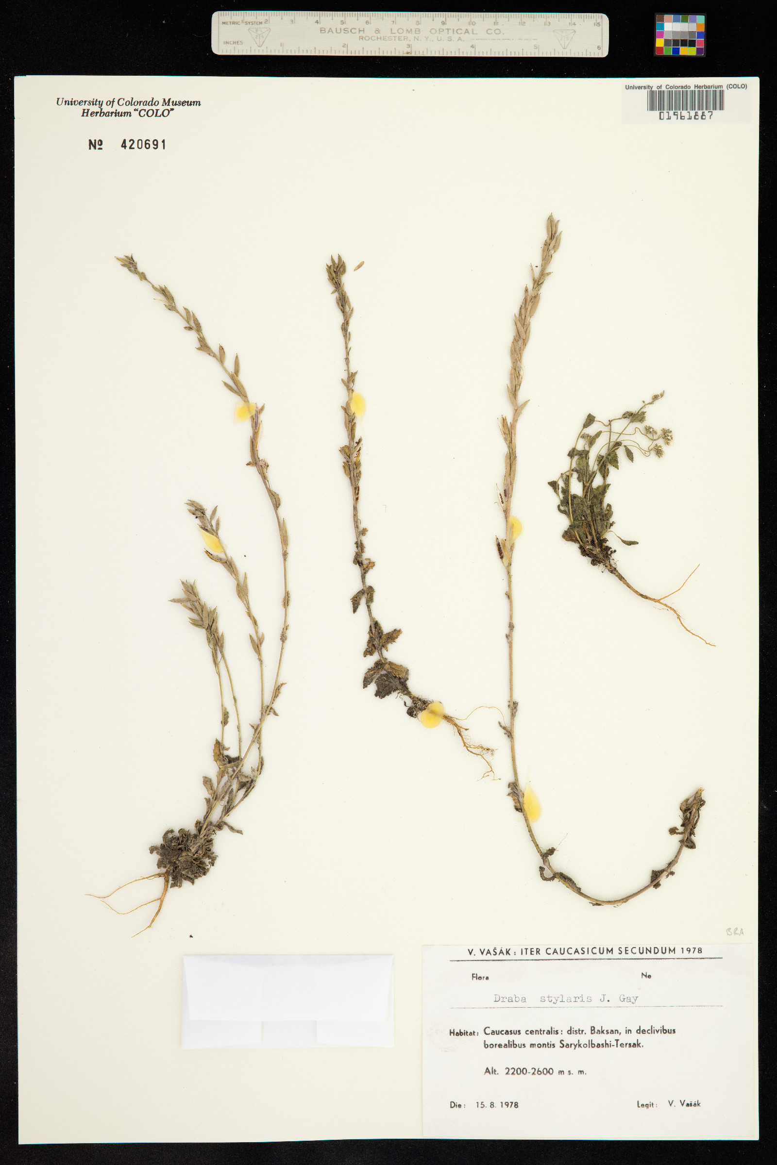 Draba breweri var. cana image