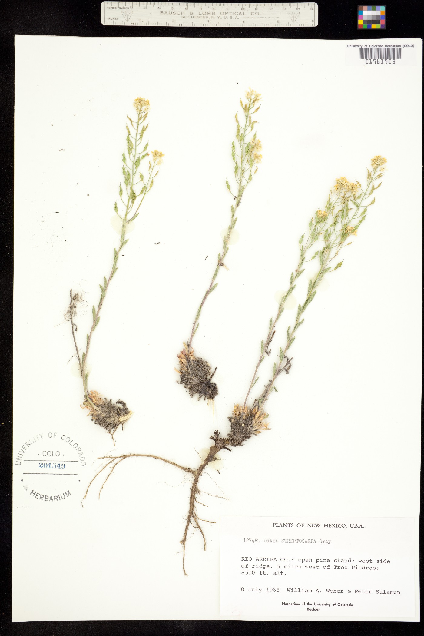 Draba streptocarpa image