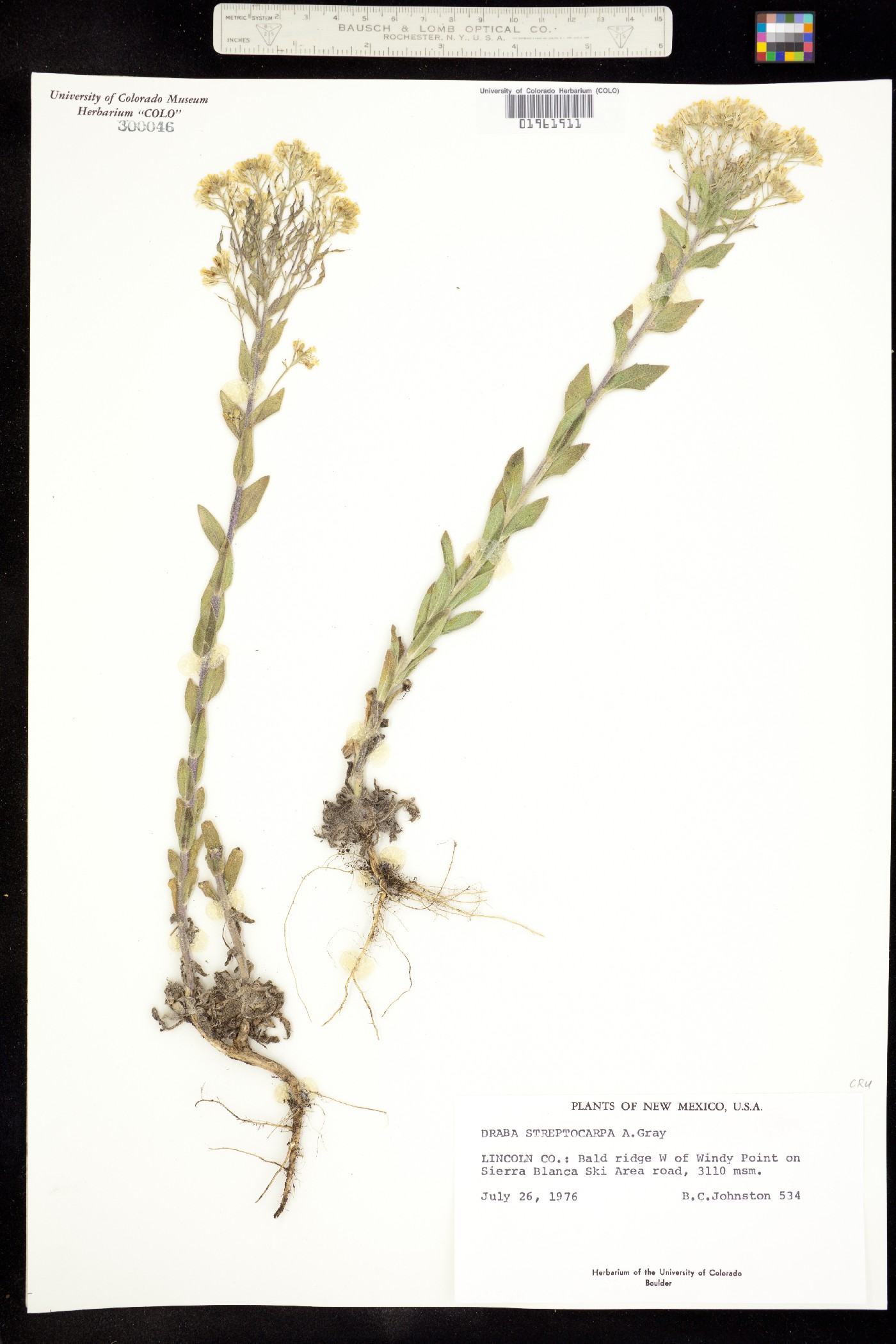 Draba streptocarpa image