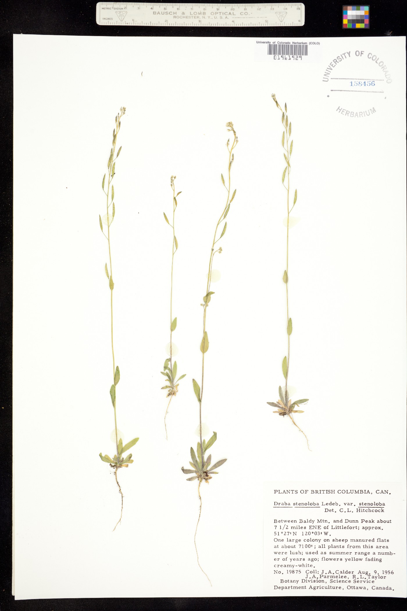 Draba stenoloba image