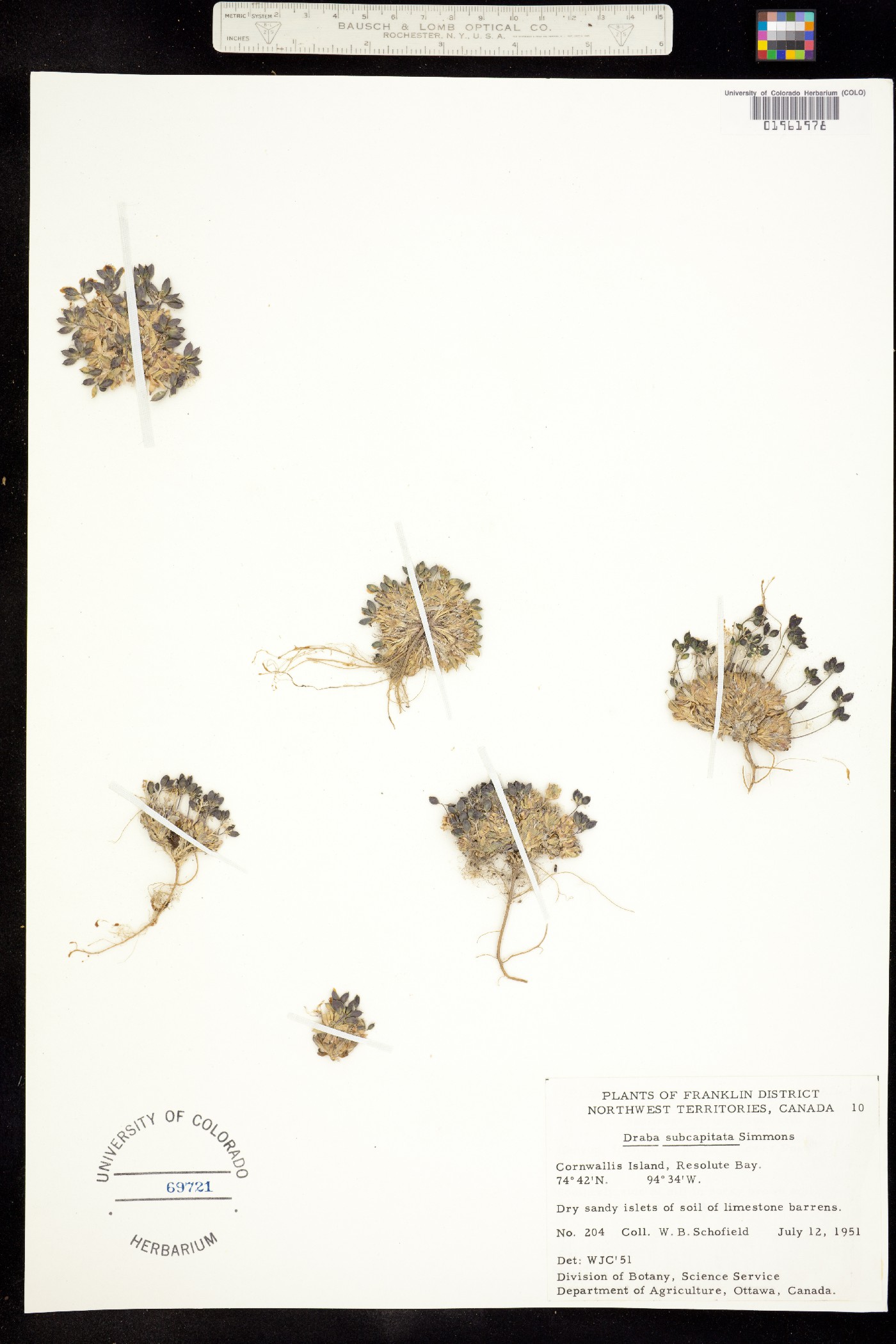 Draba subcapitata image