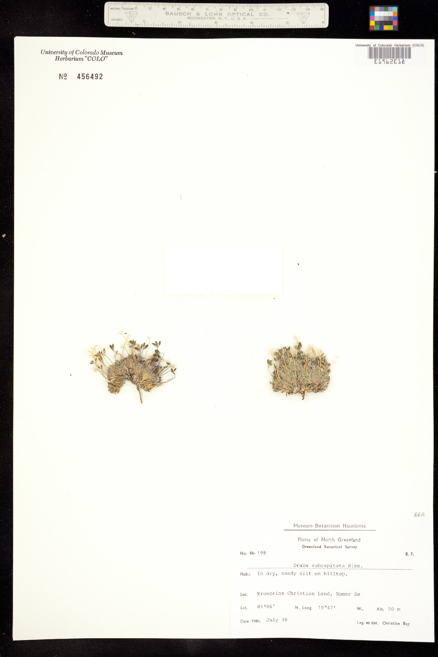 Draba subcapitata image