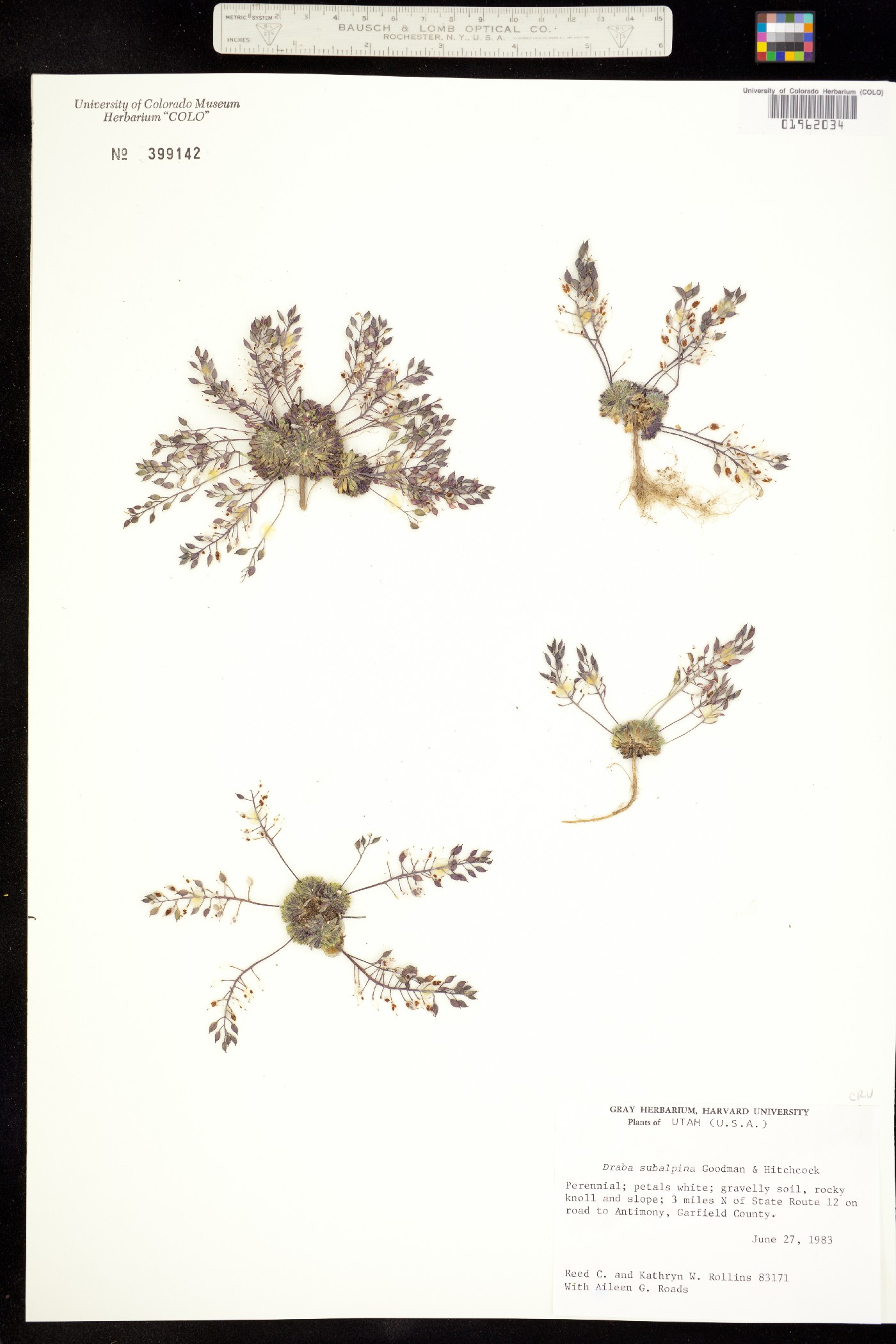 Draba subalpina image