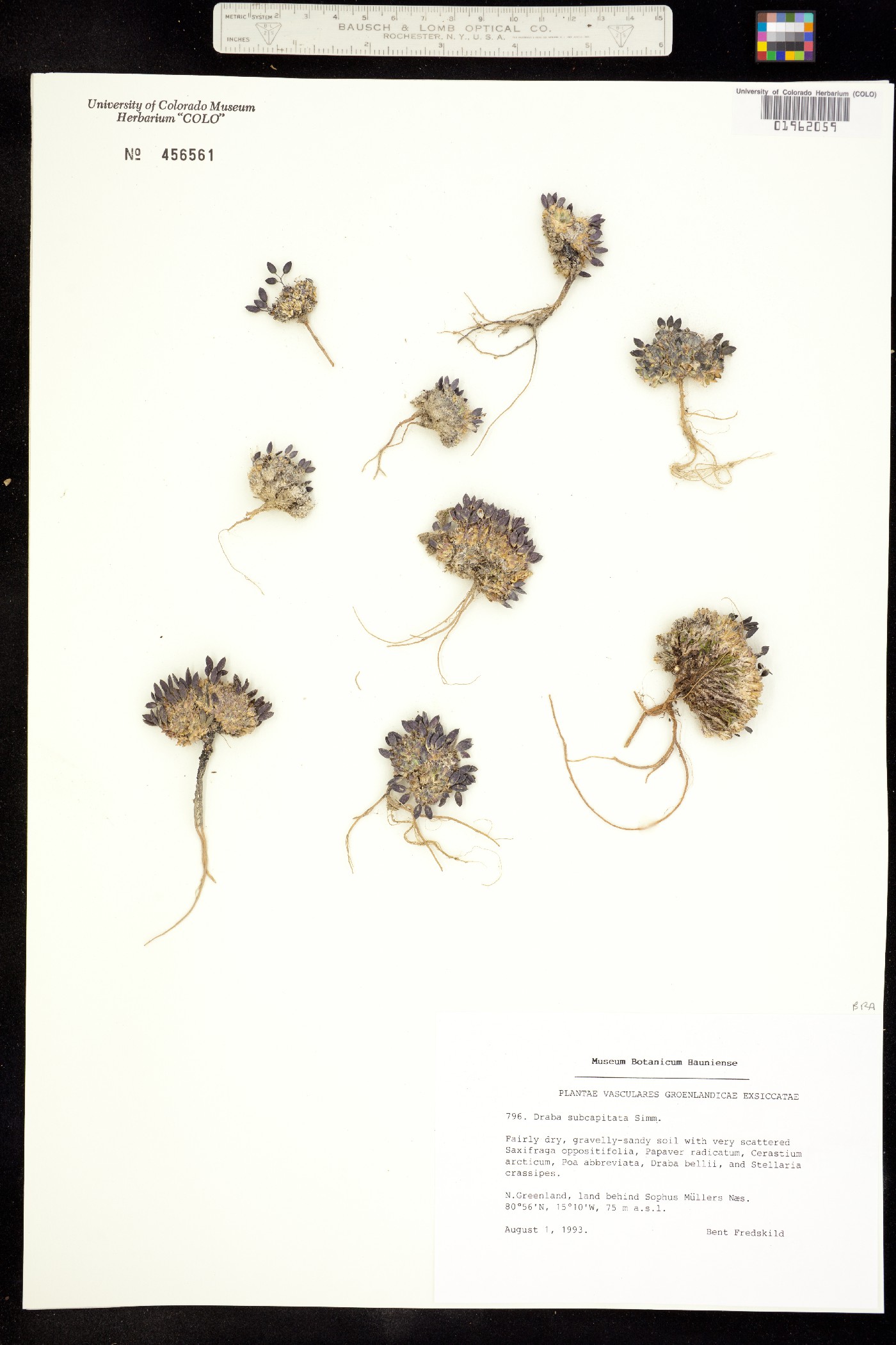 Draba subcapitata image