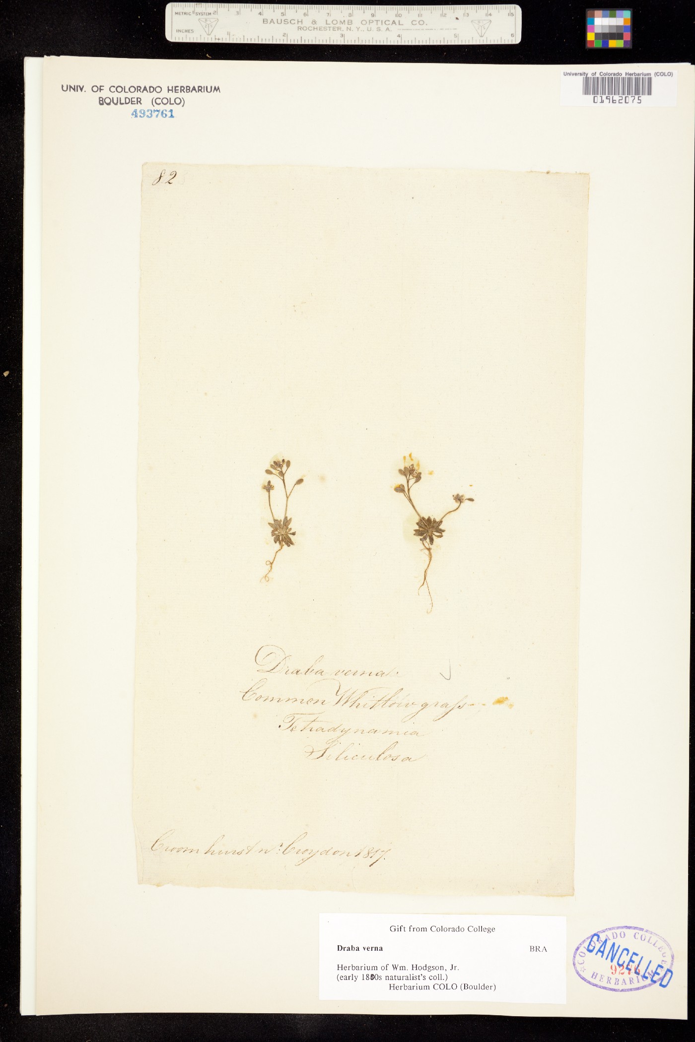 Draba verna image