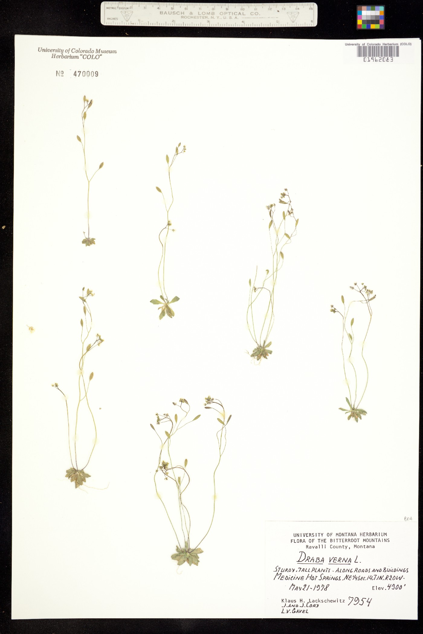 Draba verna image