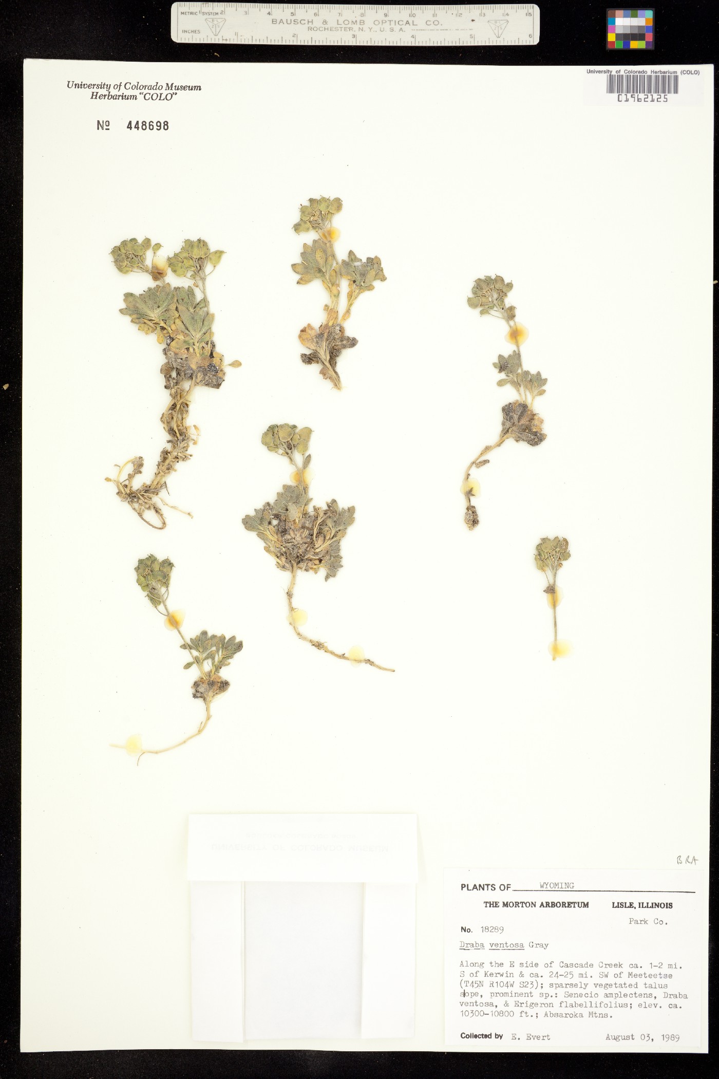 Draba ventosa image
