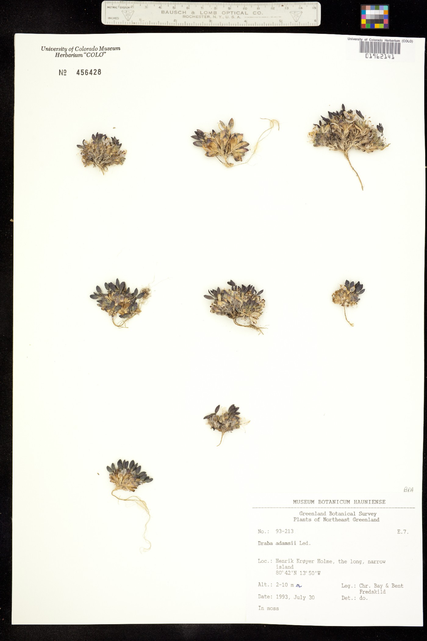 Draba pauciflora image