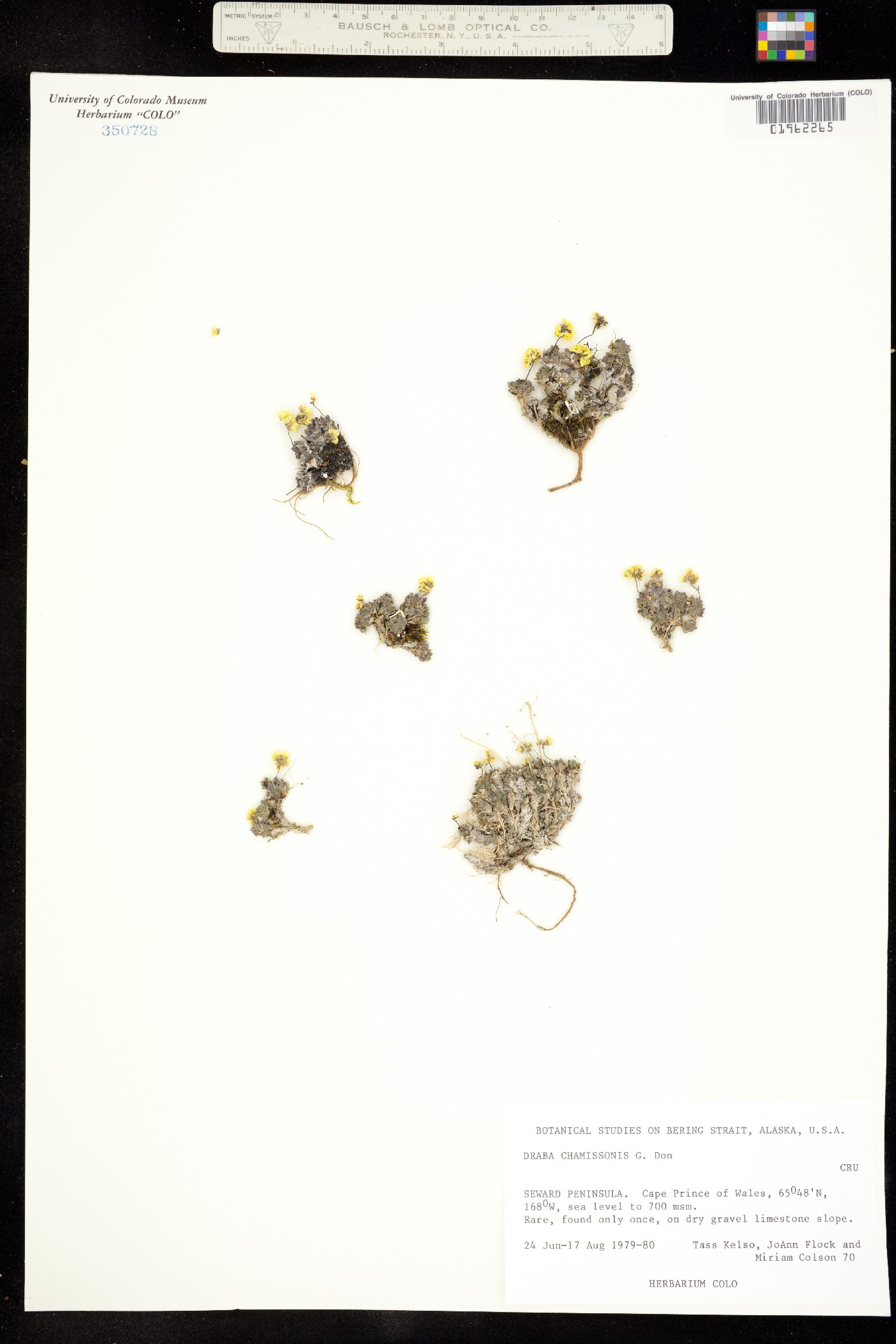 Draba chamissonis image