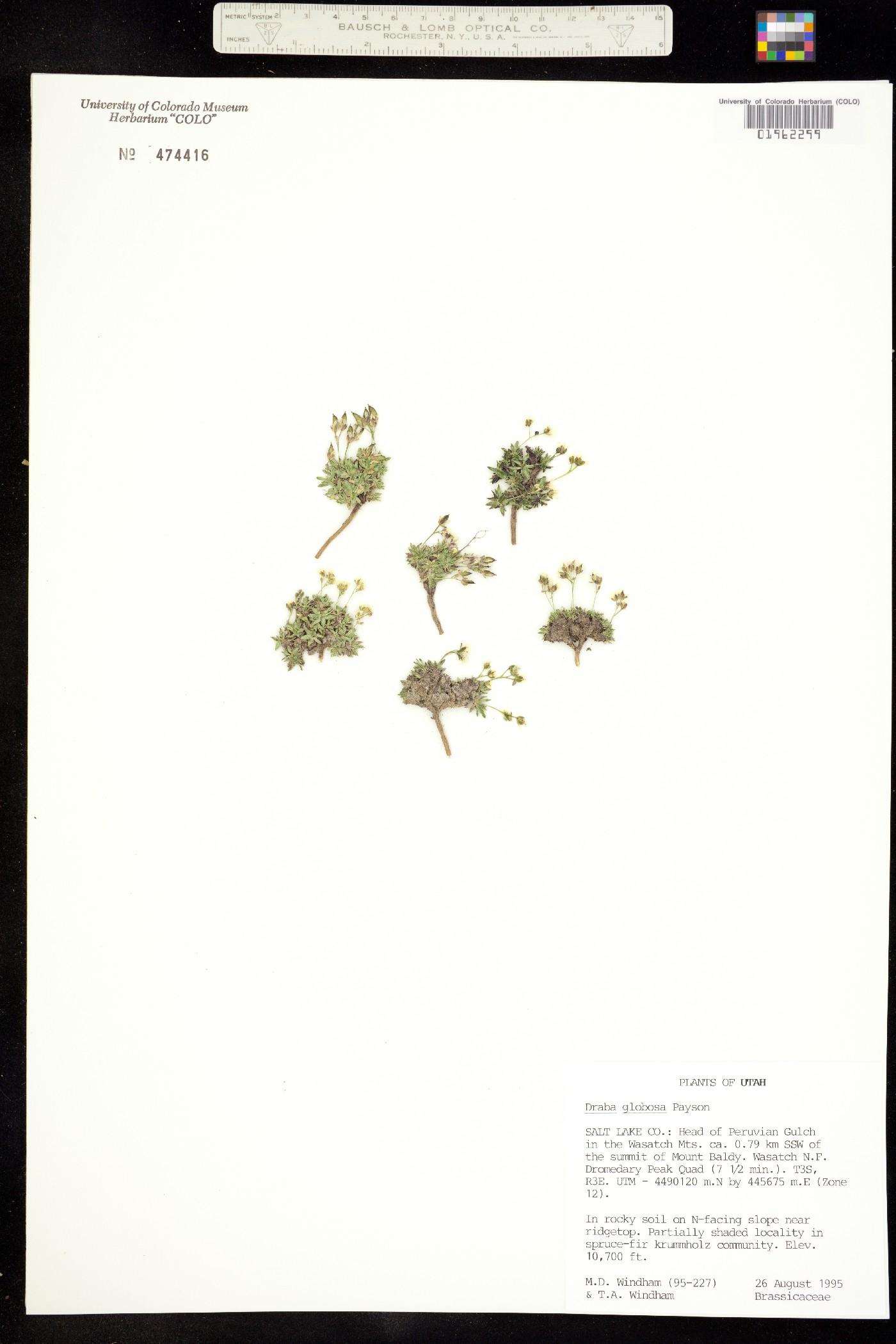 Draba globosa image