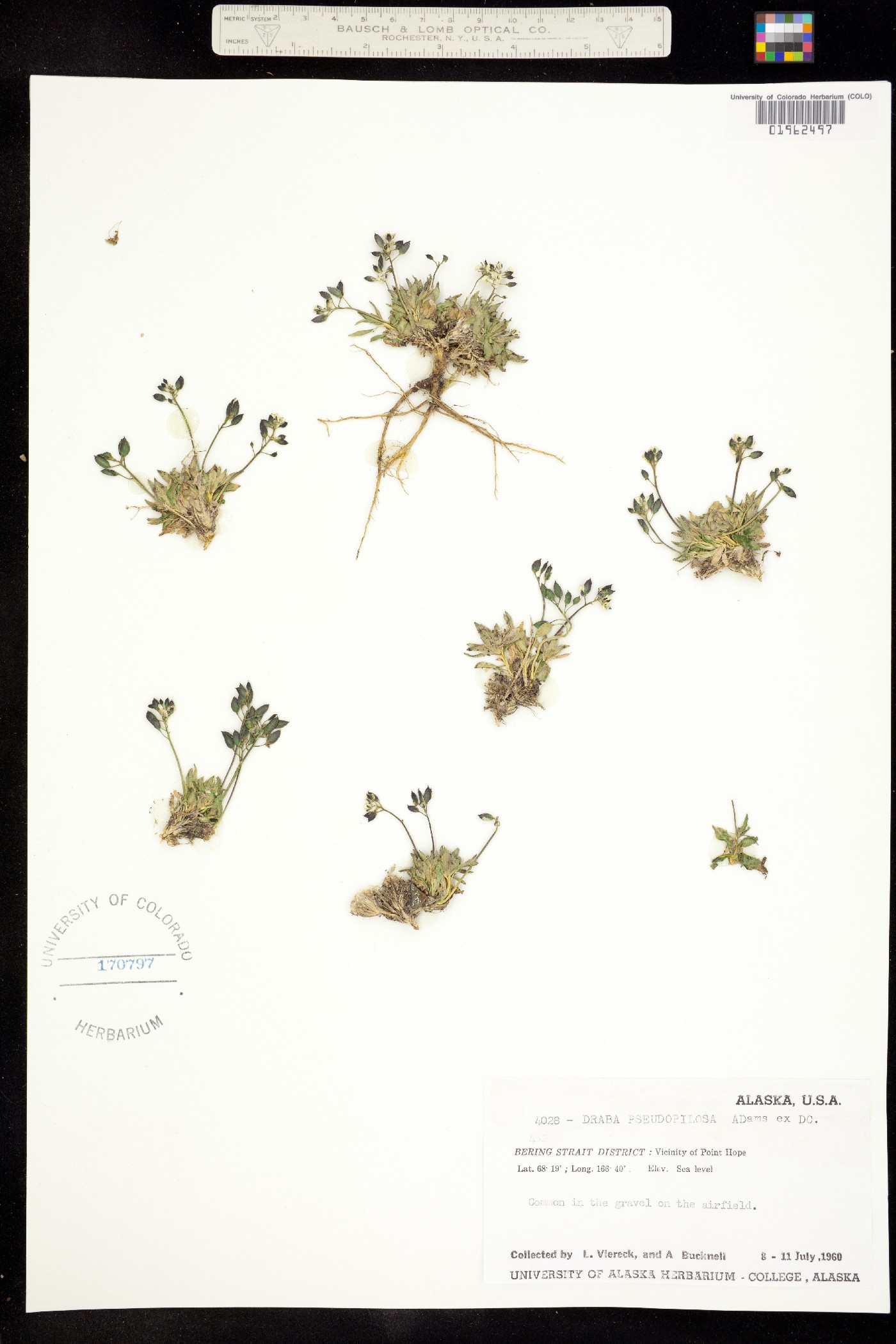 Draba lactea image