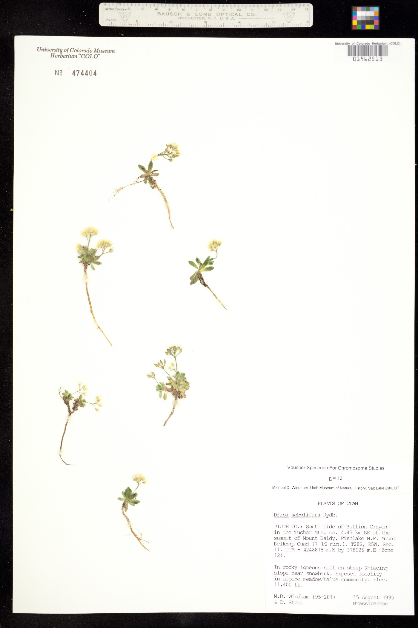 Draba sobolifera image