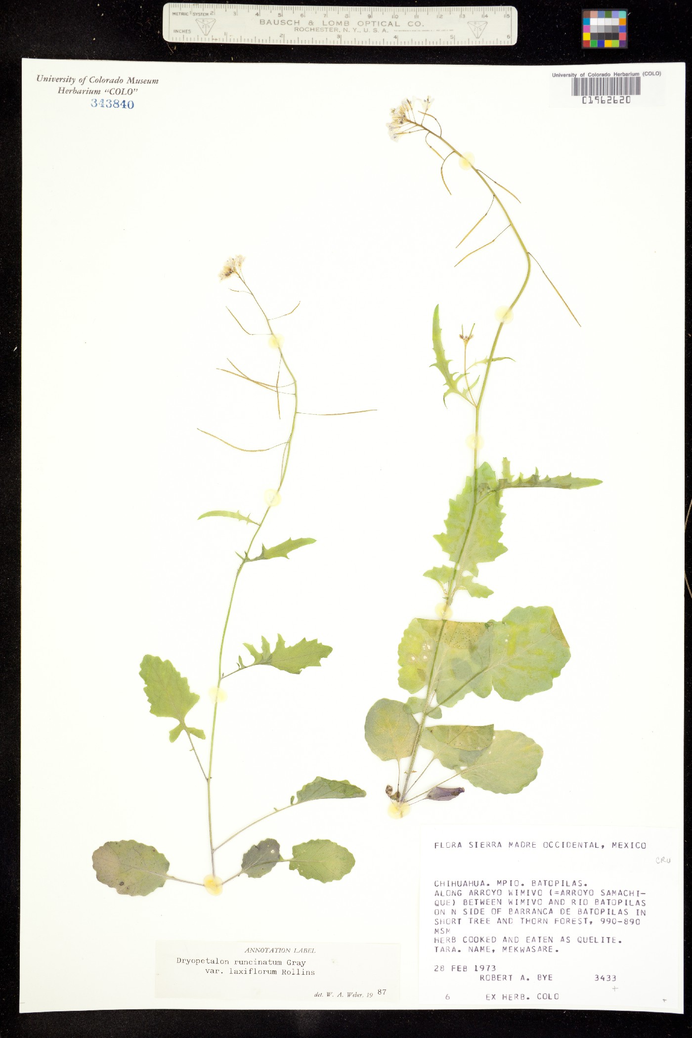 Dryopetalon runcinatum image