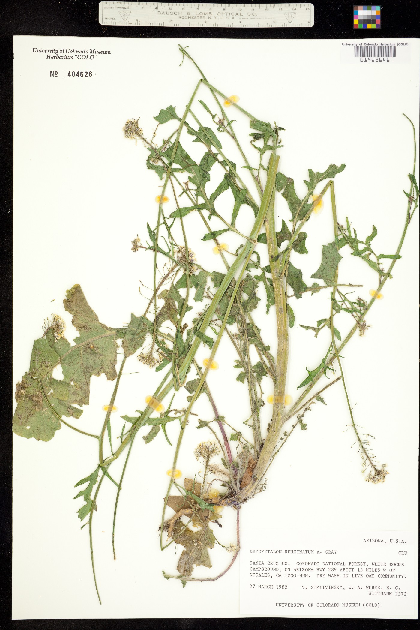 Dryopetalon image